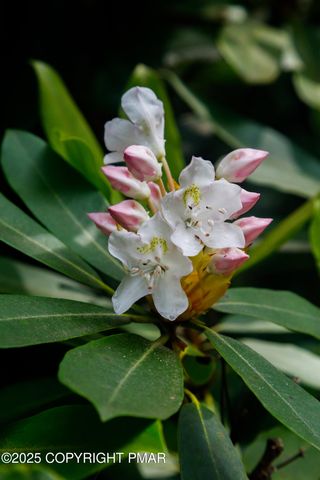 a view of a plant in a garden