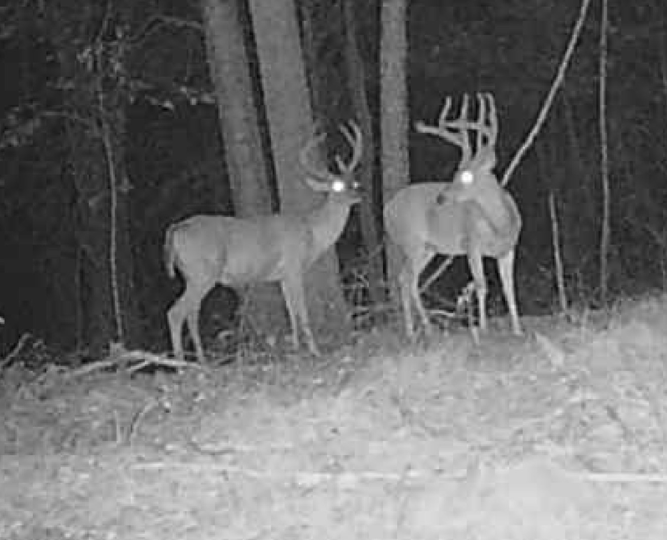 0 Downing Hollow Road Waynesboro, TN 38485 - Photo 17 of 30