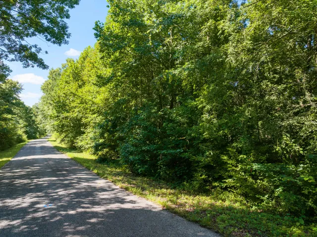 a view of a yard with plants and large trees
