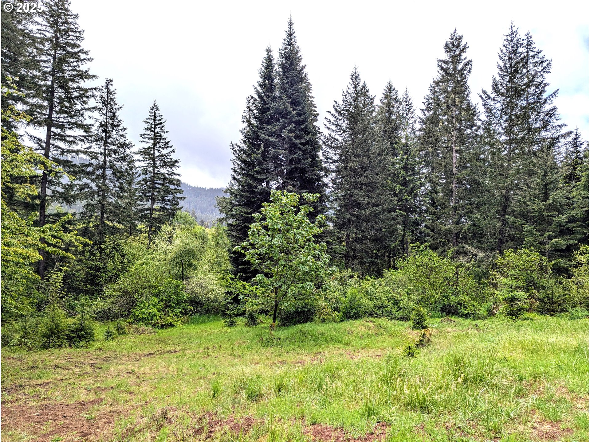 49244 Mountain View Road Oakridge, OR 97463 - Photo 28 of 30 a view of a yard with a tree