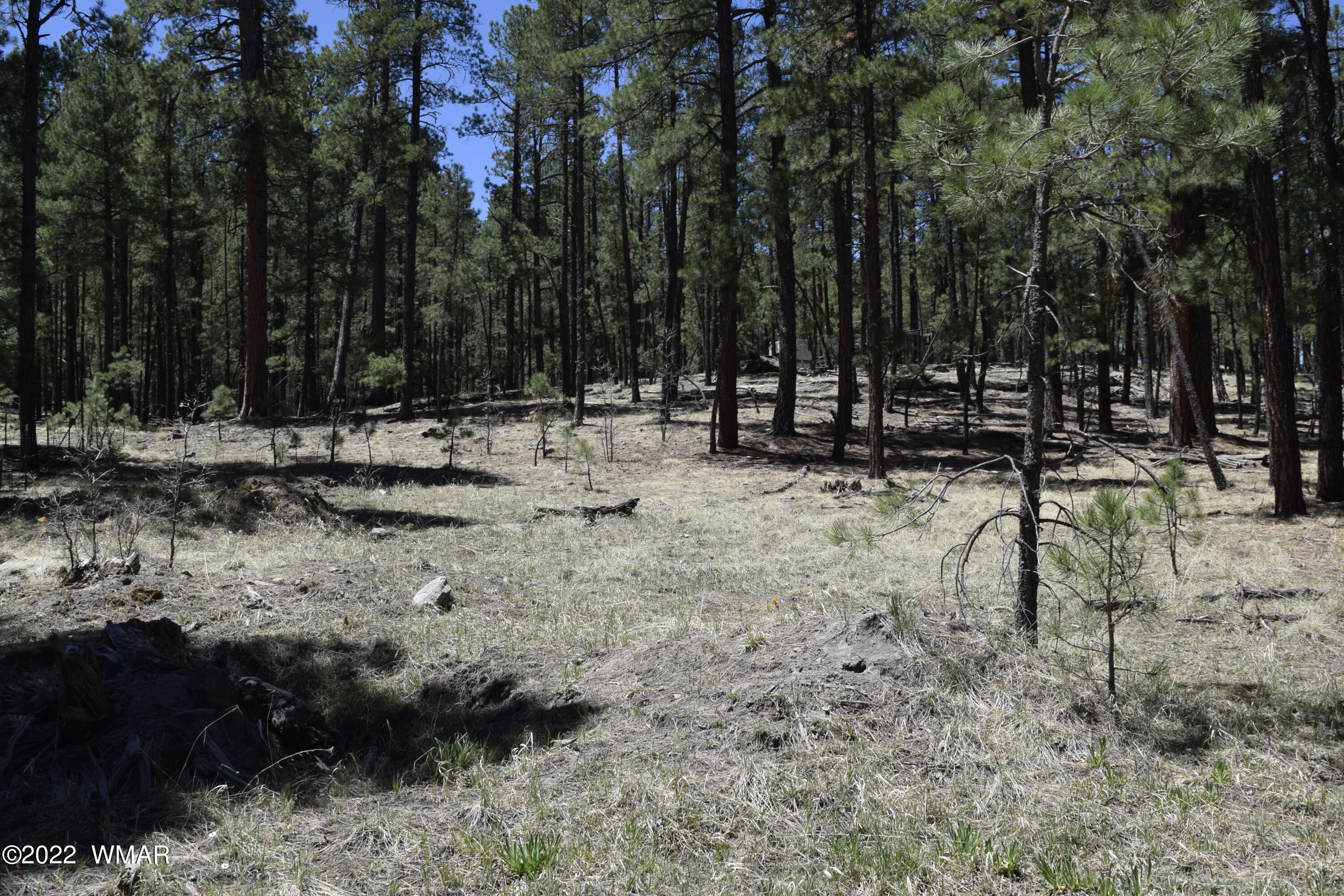 Tbd Tbd County Road Alpine, AZ 85920 - Photo 2 of 4