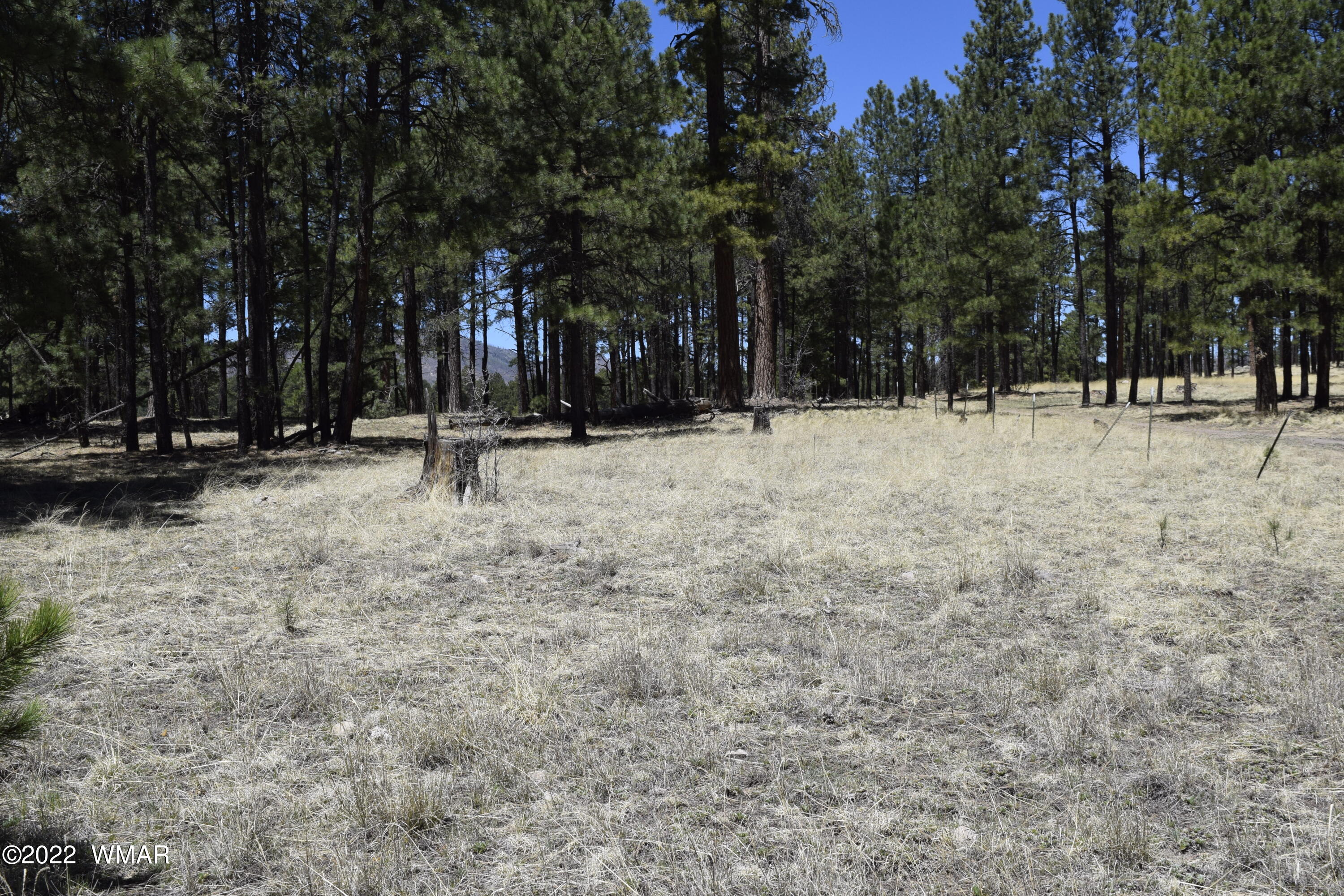 Tbd Tbd County Road Alpine, AZ 85920 - Photo 3 of 4