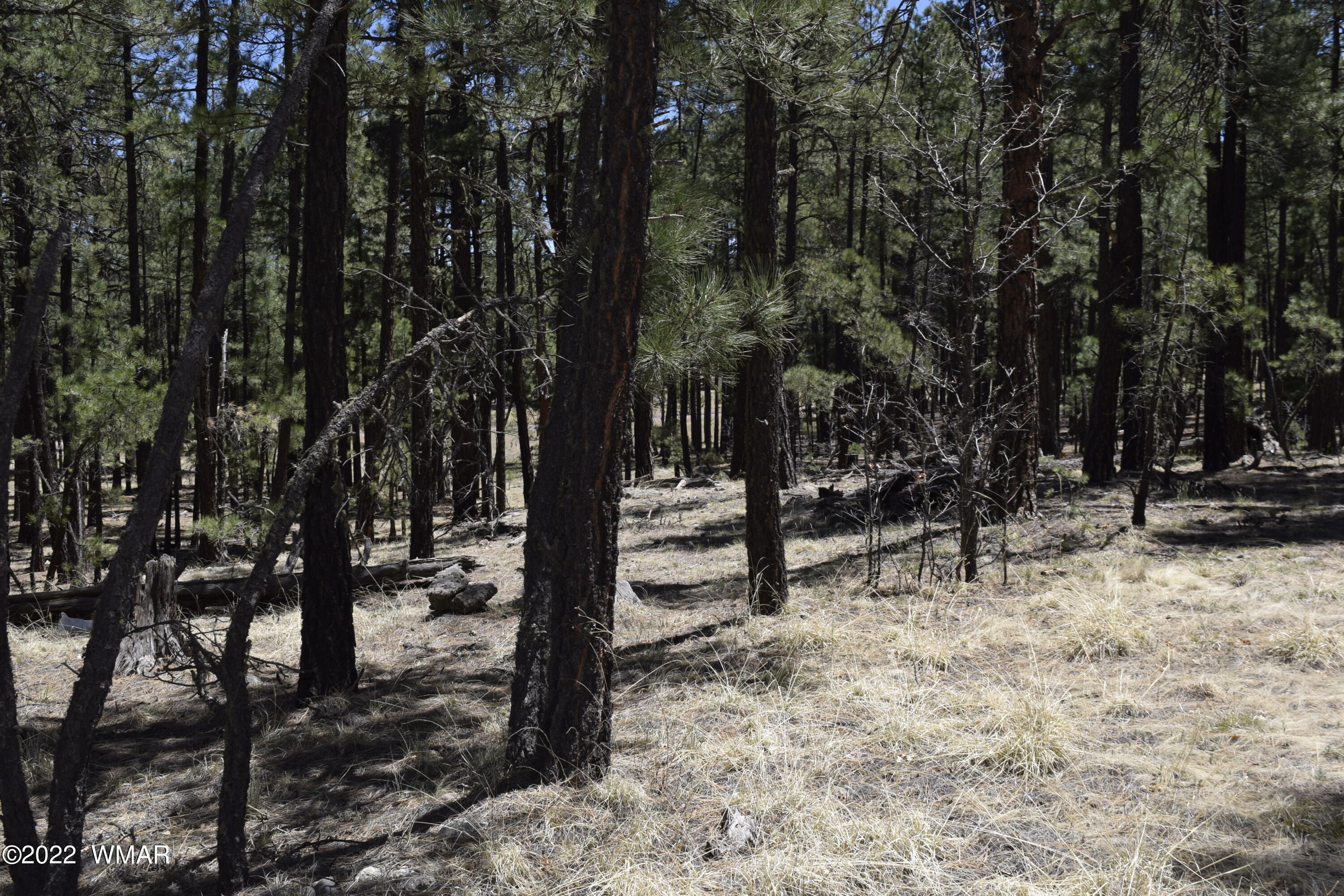 Tbd Tbd County Road Alpine, AZ 85920 - Photo 4 of 4