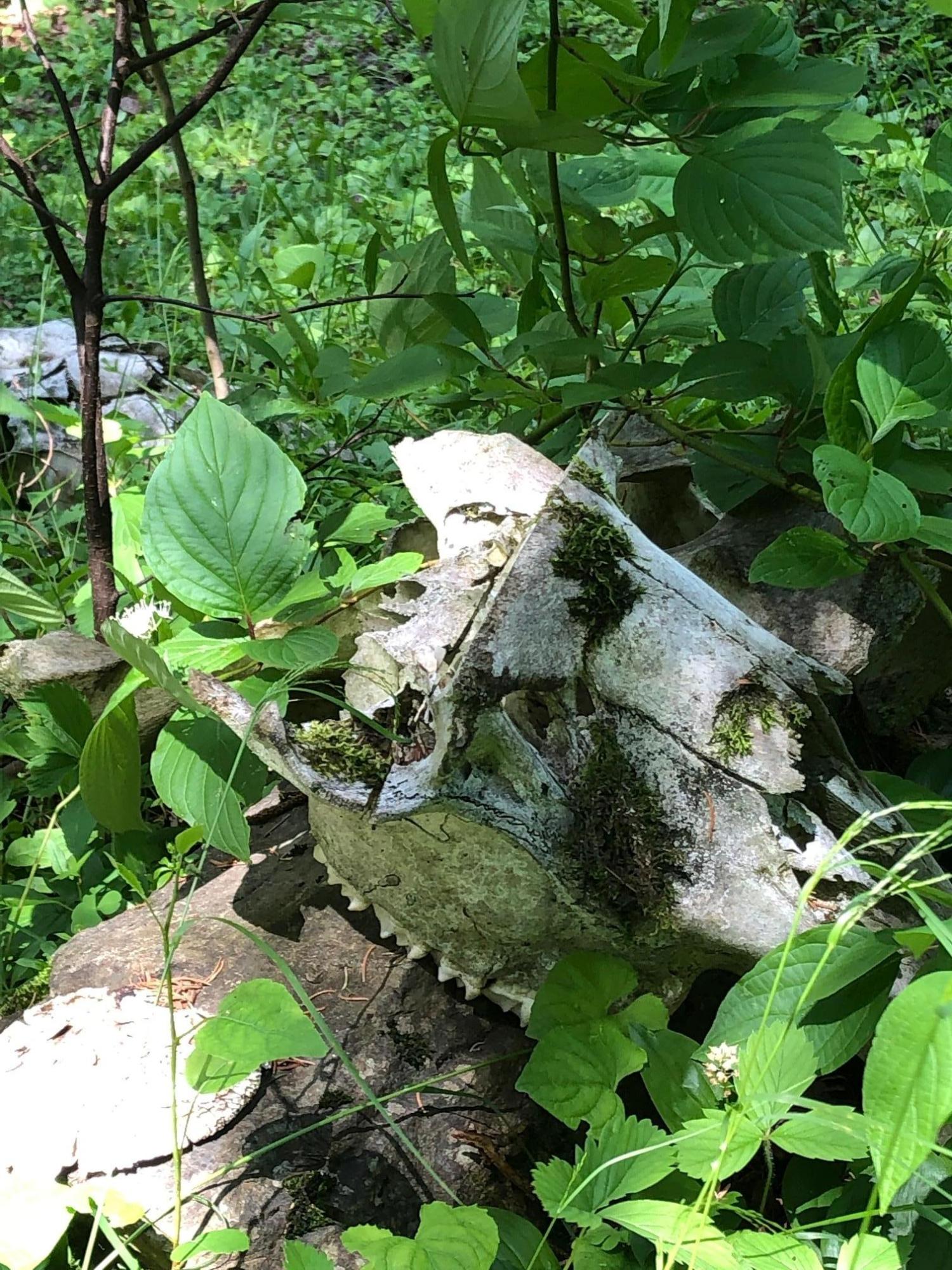 7 East Russell Pond Road South Houlton, ME 04730 - Photo 24 of 28 Moose Skull I
