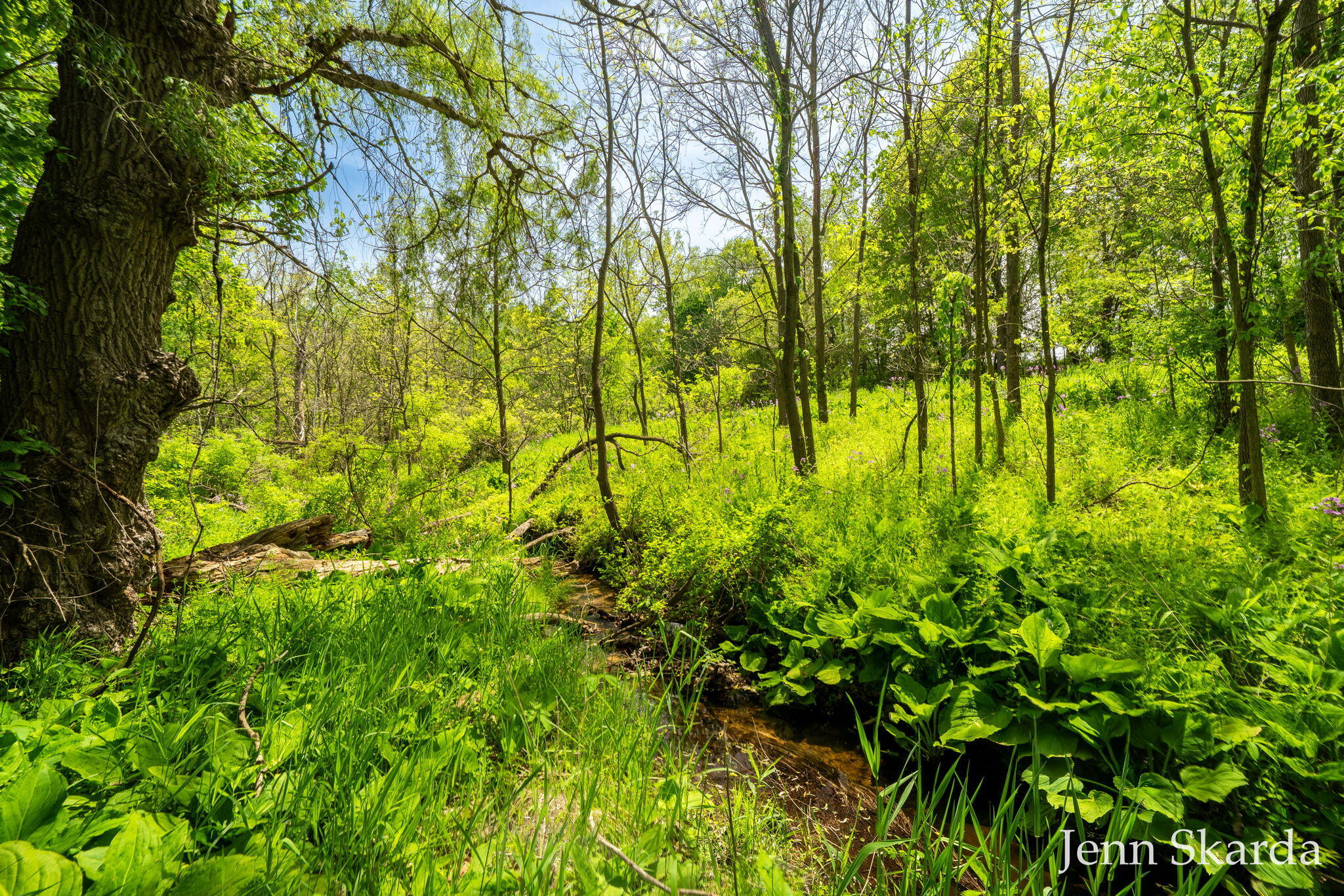 415 North State Road Belding, MI 48809 - Photo 48 of 49 creek
