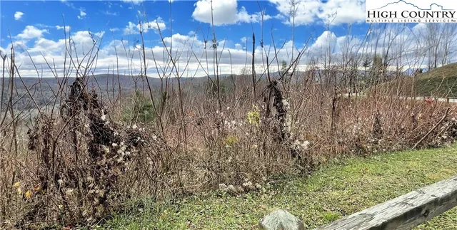 a view of lots of trees