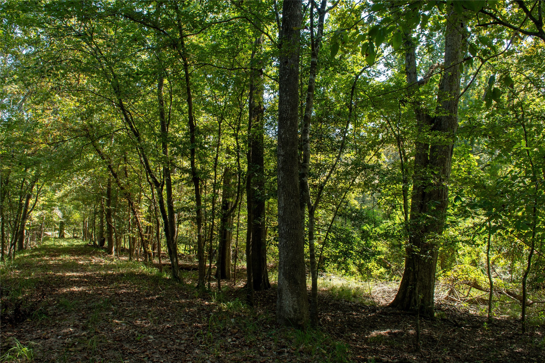 0 Us-59 Diboll, TX 75941 - Photo 21 of 33 a view of outdoor space and yard