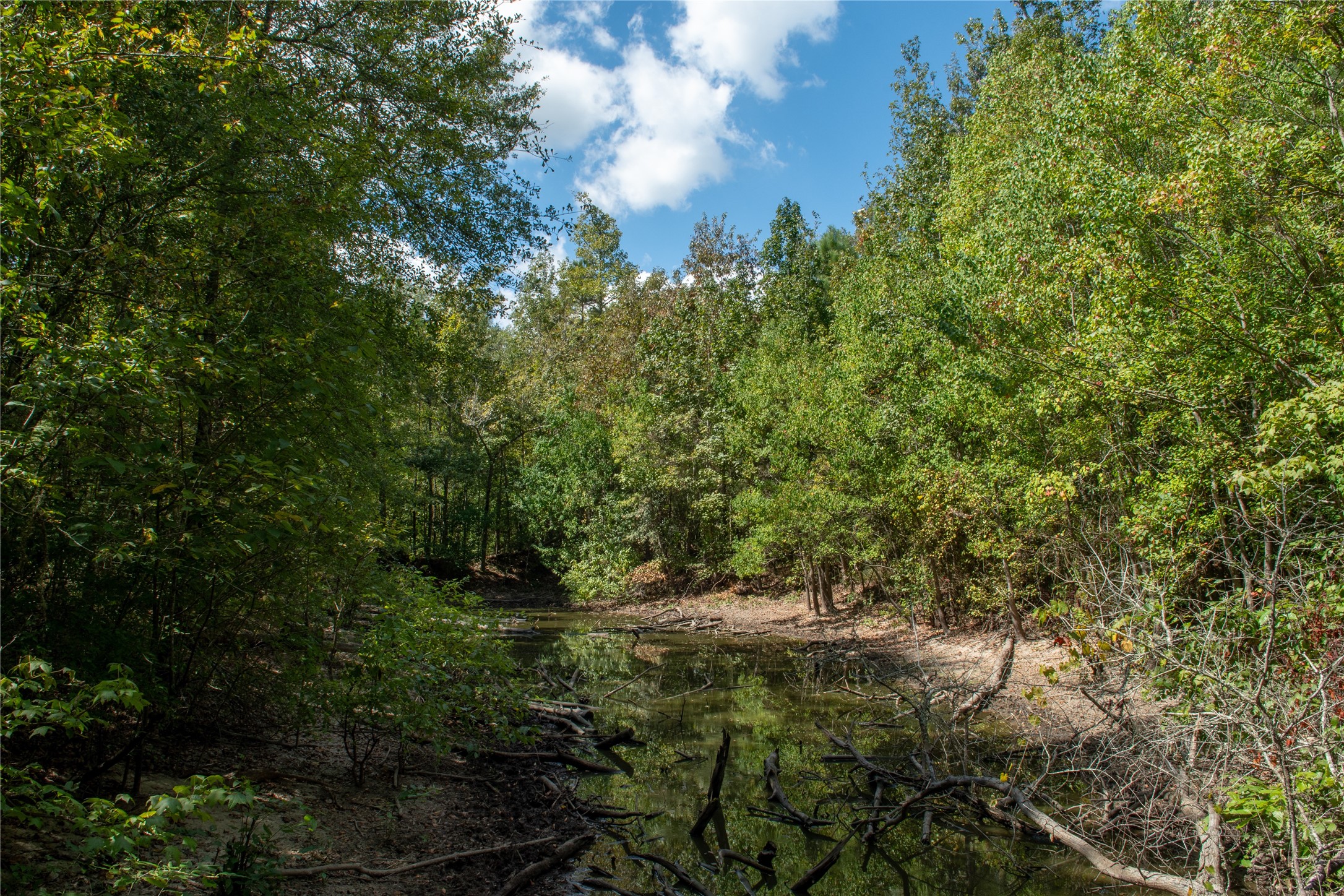 0 Us-59 Diboll, TX 75941 - Photo 23 of 33 a view of forest