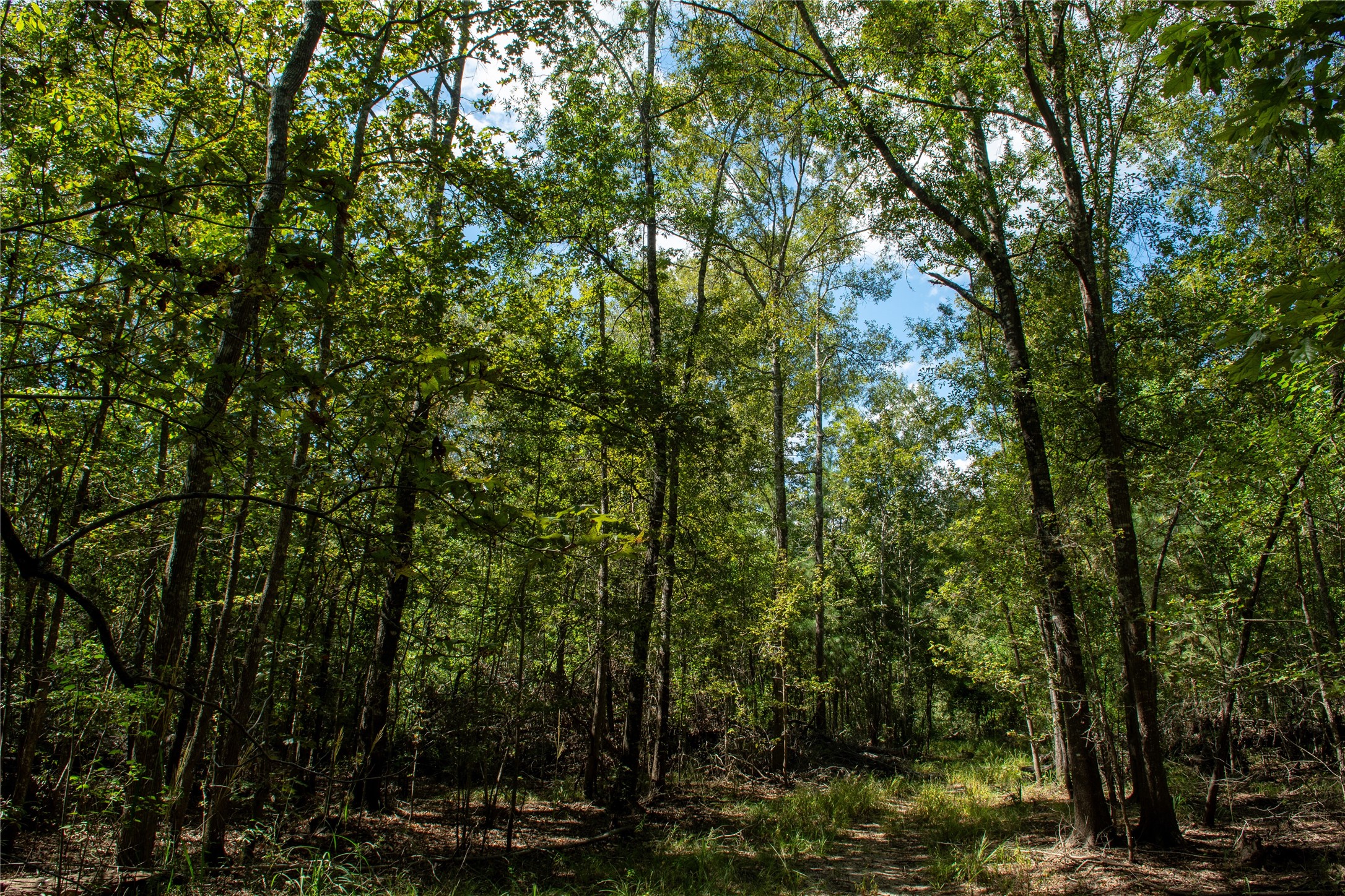 0 Us-59 Diboll, TX 75941 - Photo 24 of 33 a view of forest