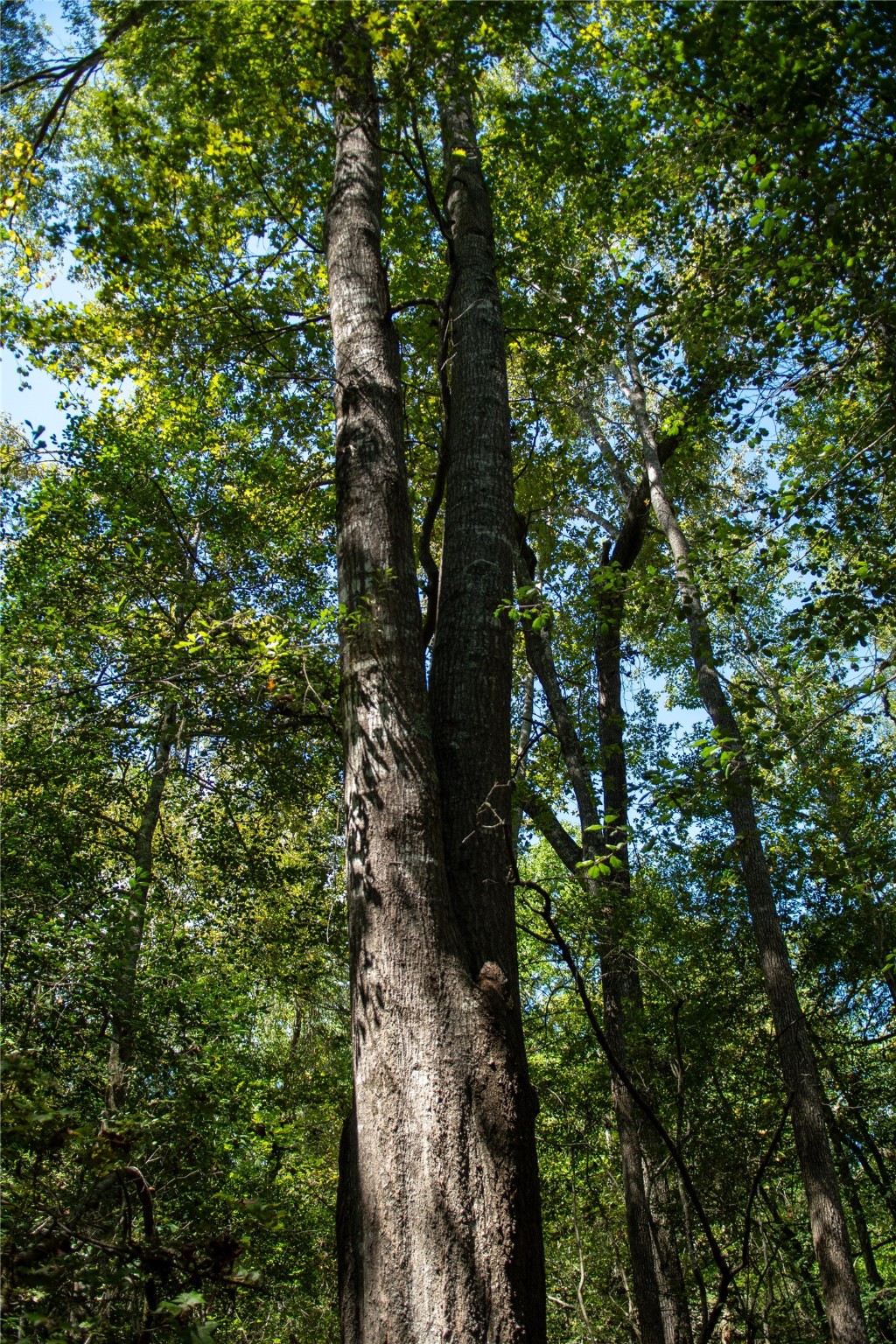 0 Us-59 Diboll, TX 75941 - Photo 25 of 33 a view of a tree