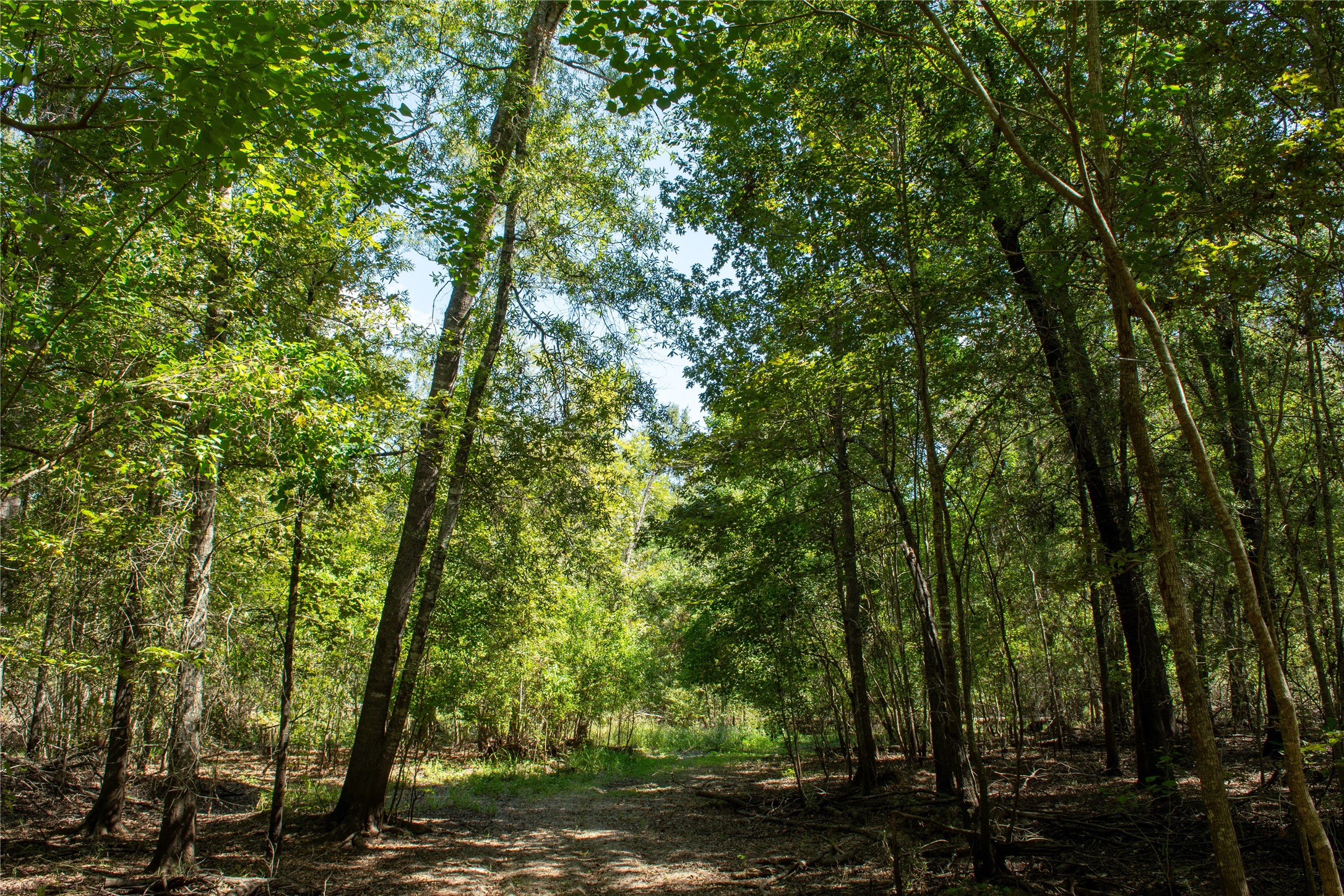 0 Us-59 Diboll, TX 75941 - Photo 26 of 33 a backyard of a house with lots of trees