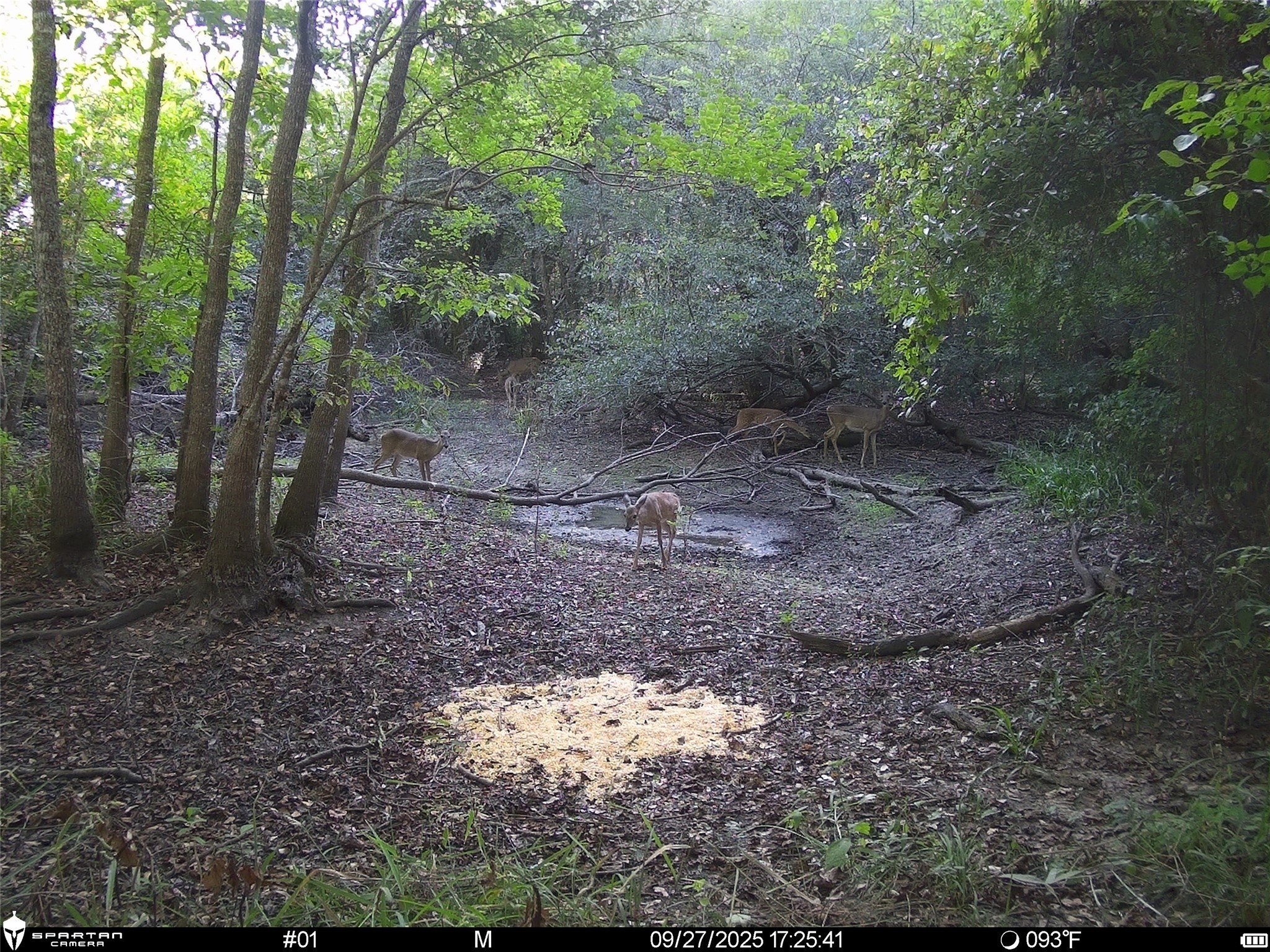0 Us-59 Diboll, TX 75941 - Photo 27 of 33 a view of a yard with plants and trees