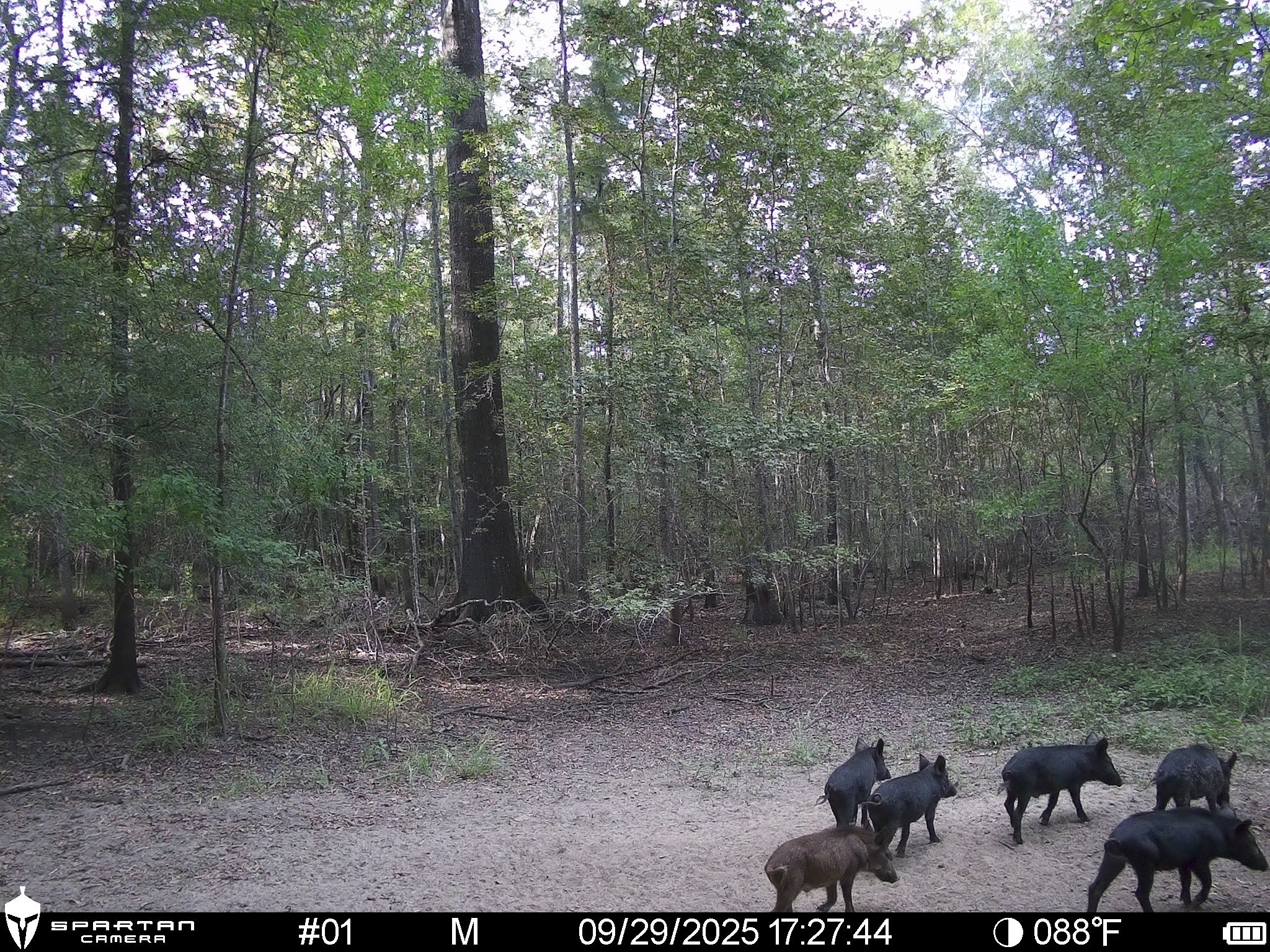 0 Us-59 Diboll, TX 75941 - Photo 28 of 33 a view of a forest filled with trees