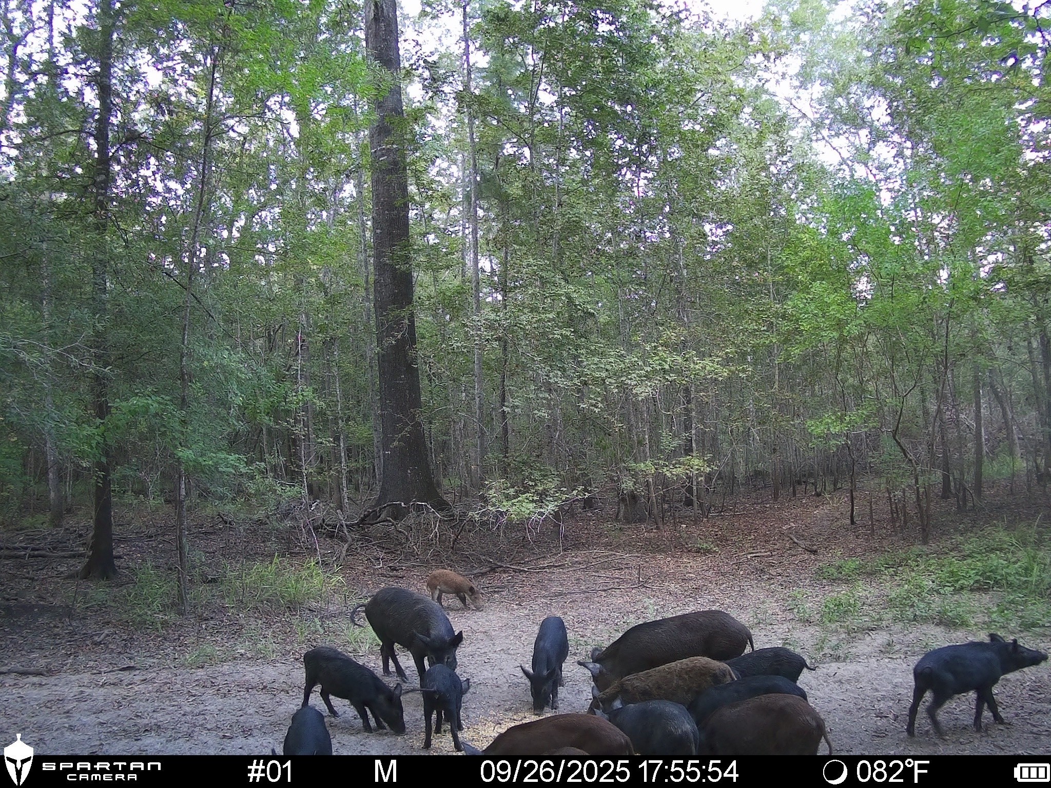 0 Us-59 Diboll, TX 75941 - Photo 29 of 33 a view of backyard with green space
