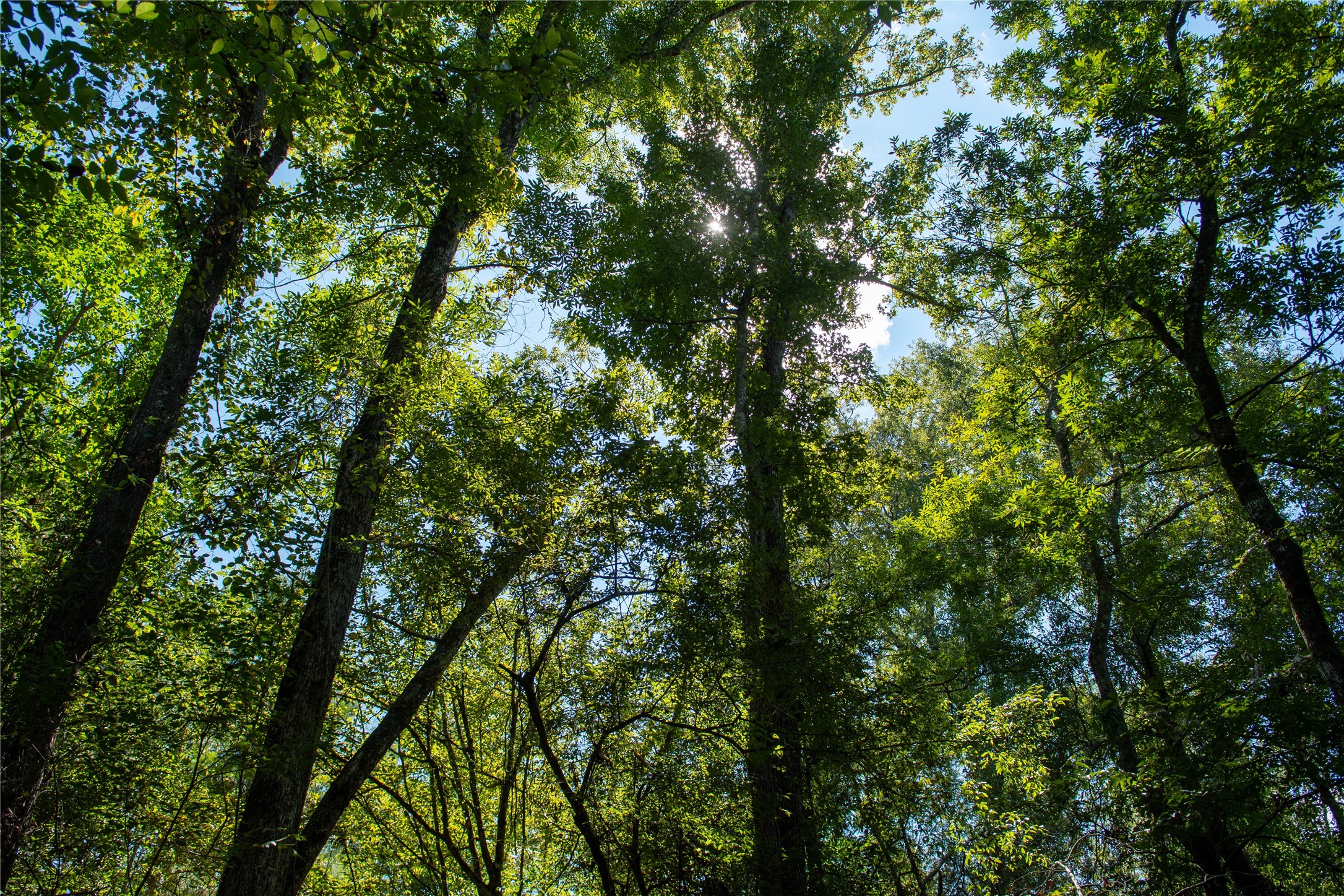 0 Us-59 Diboll, TX 75941 - Photo 3 of 33 a view of a tree
