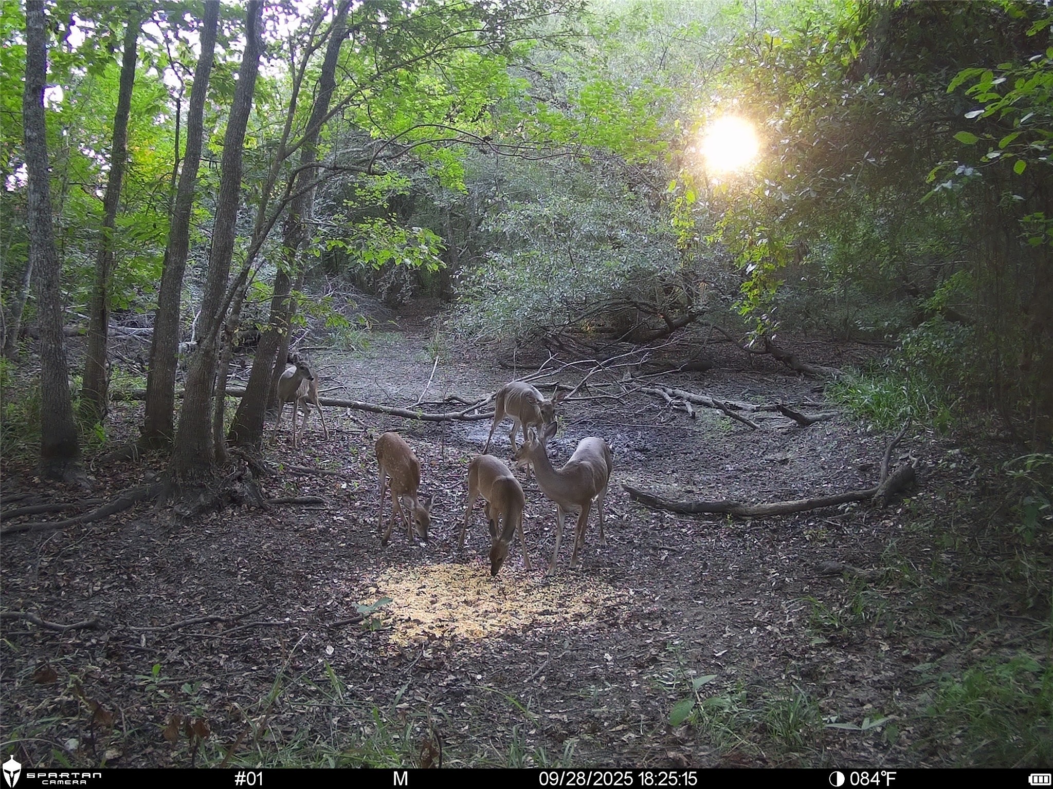 0 Us-59 Diboll, TX 75941 - Photo 31 of 33 a view of a yard with lots of green space