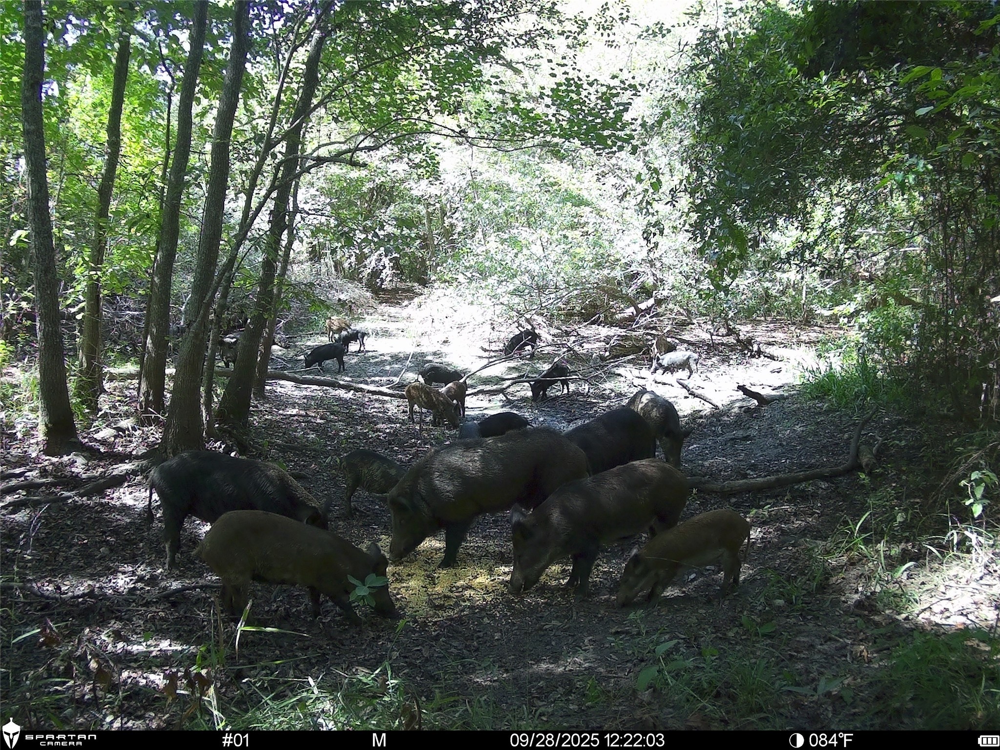 0 Us-59 Diboll, TX 75941 - Photo 32 of 33 a view of a back yard of green space