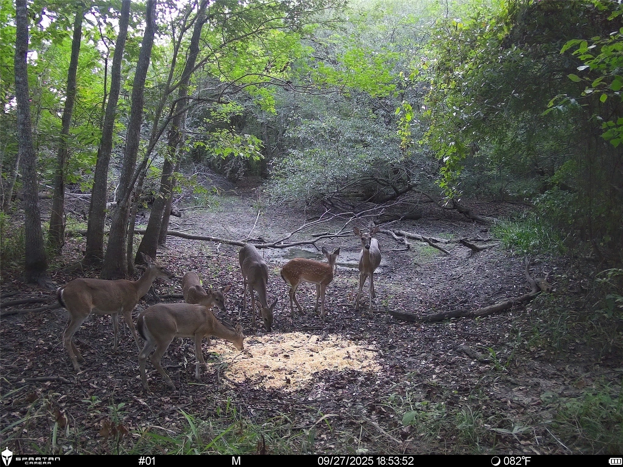 0 Us-59 Diboll, TX 75941 - Photo 33 of 33 a view of a yard with plants and trees