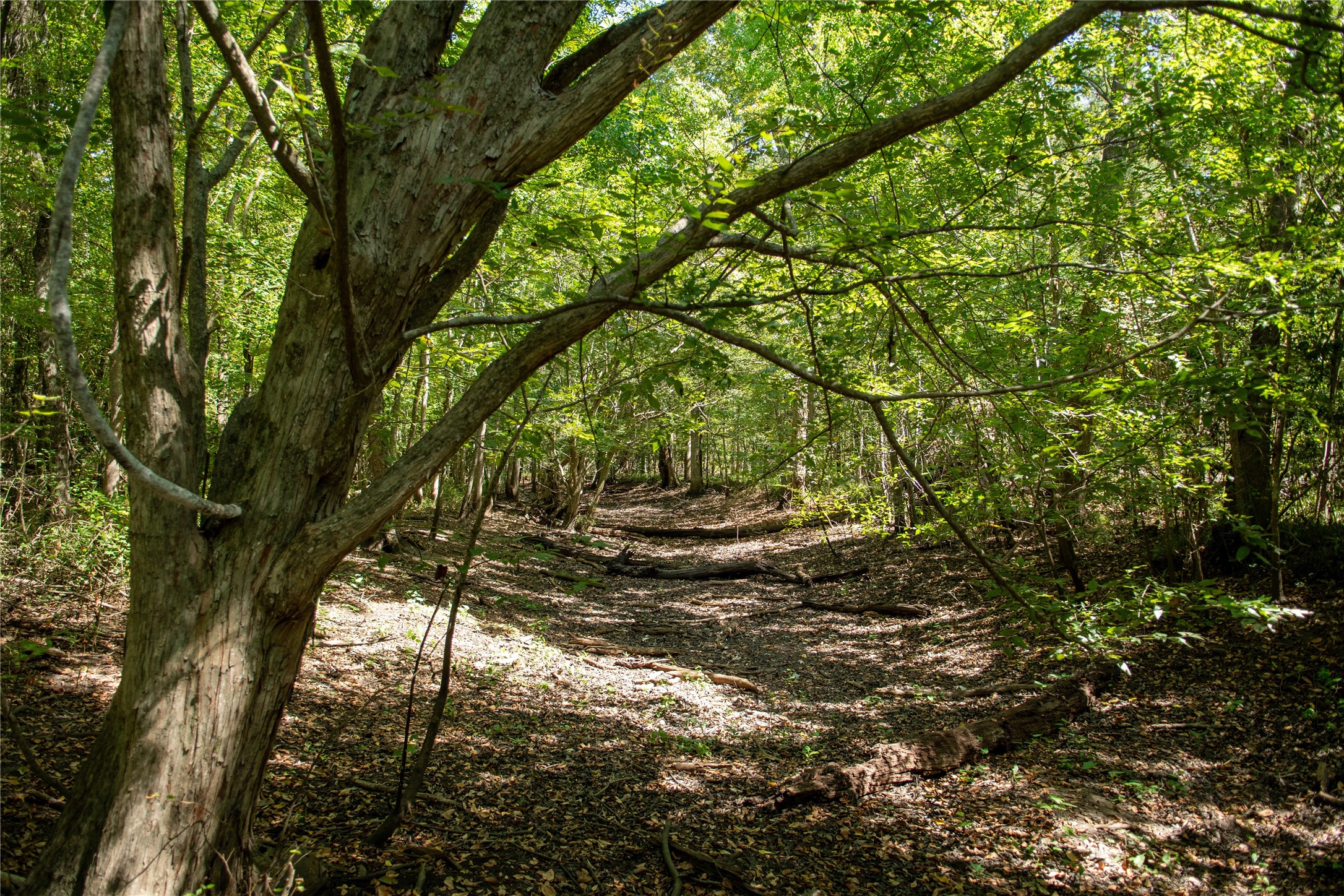 0 Us-59 Diboll, TX 75941 - Photo 4 of 33 a view of yard
