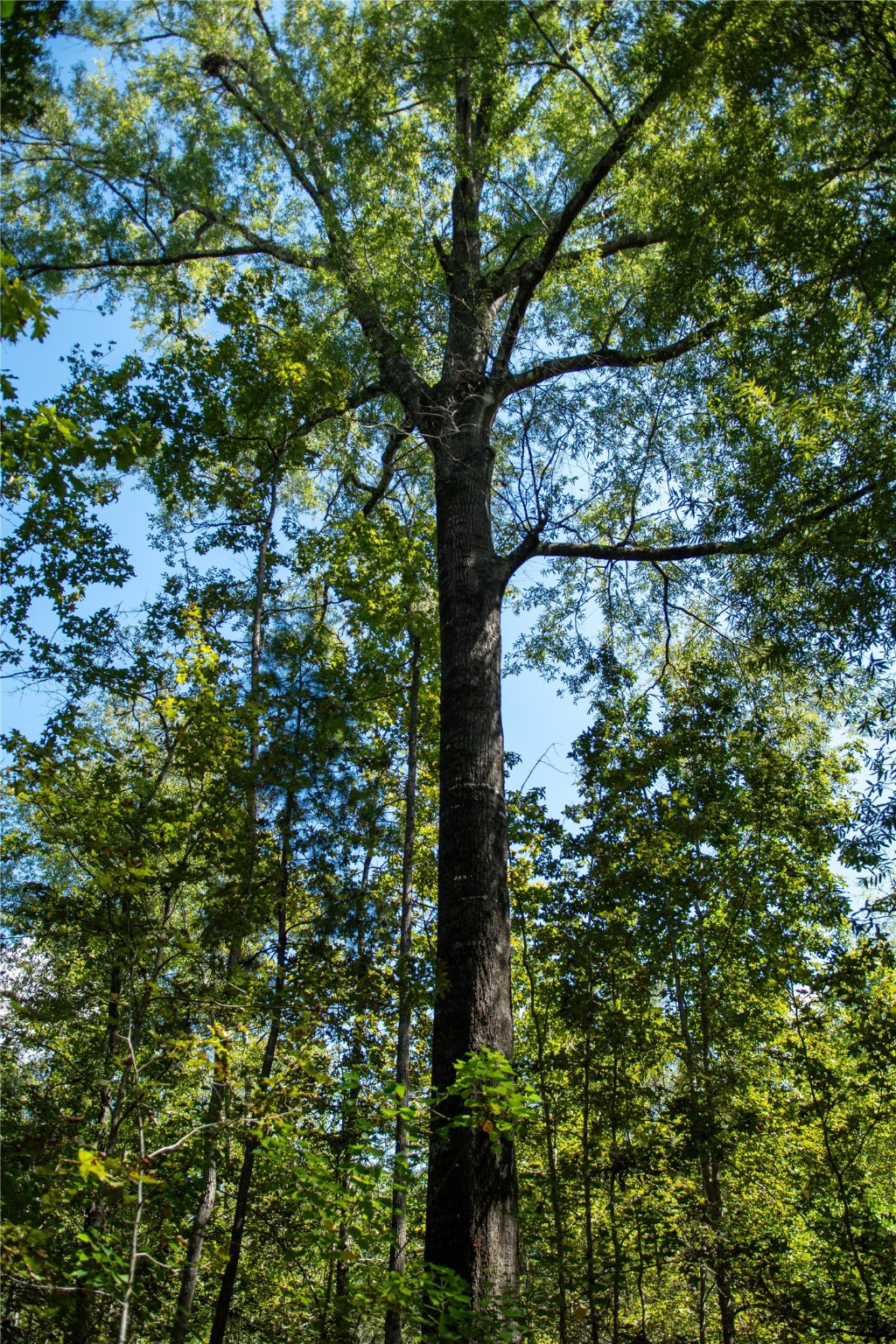 0 Us-59 Diboll, TX 75941 - Photo 8 of 33 a picture of tree
