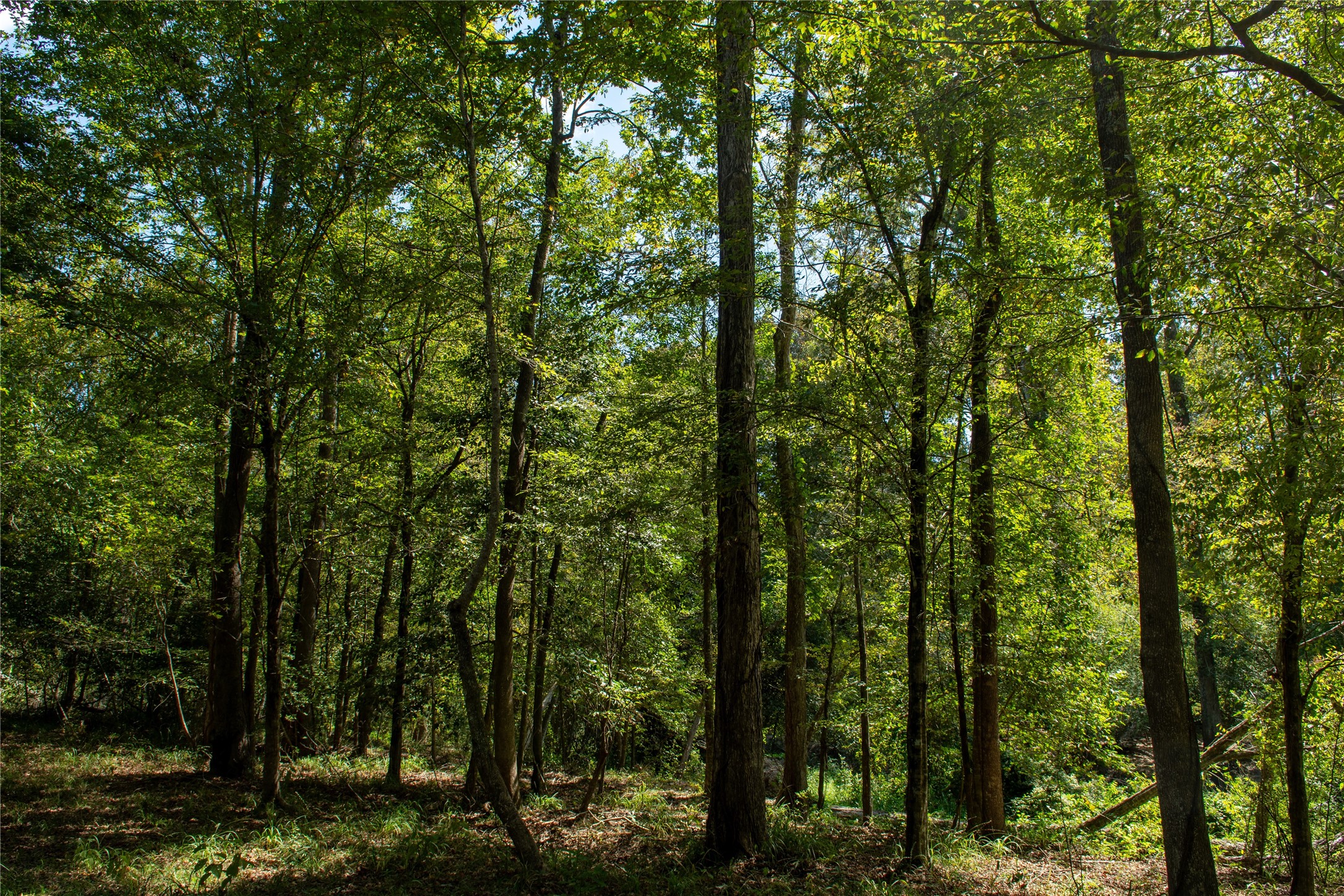 0 Us-59 Diboll, TX 75941 - Photo 9 of 33 a view of a forest with trees in front of it