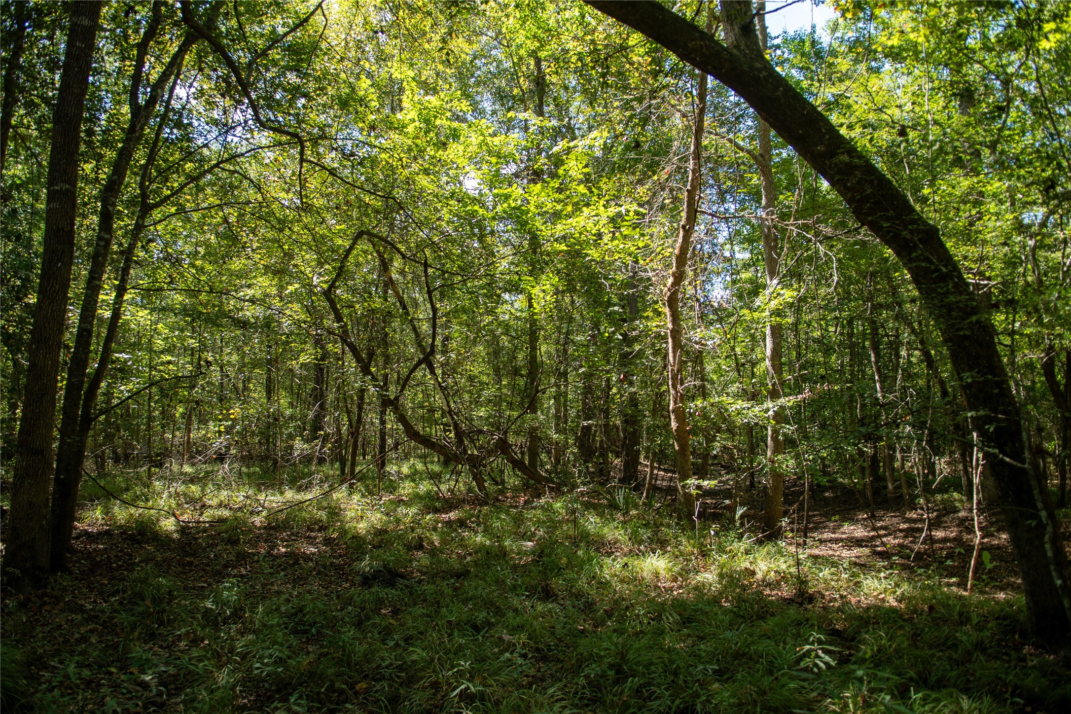 0 Us-59 Diboll, TX 75941 - Photo 10 of 33 a view of forest