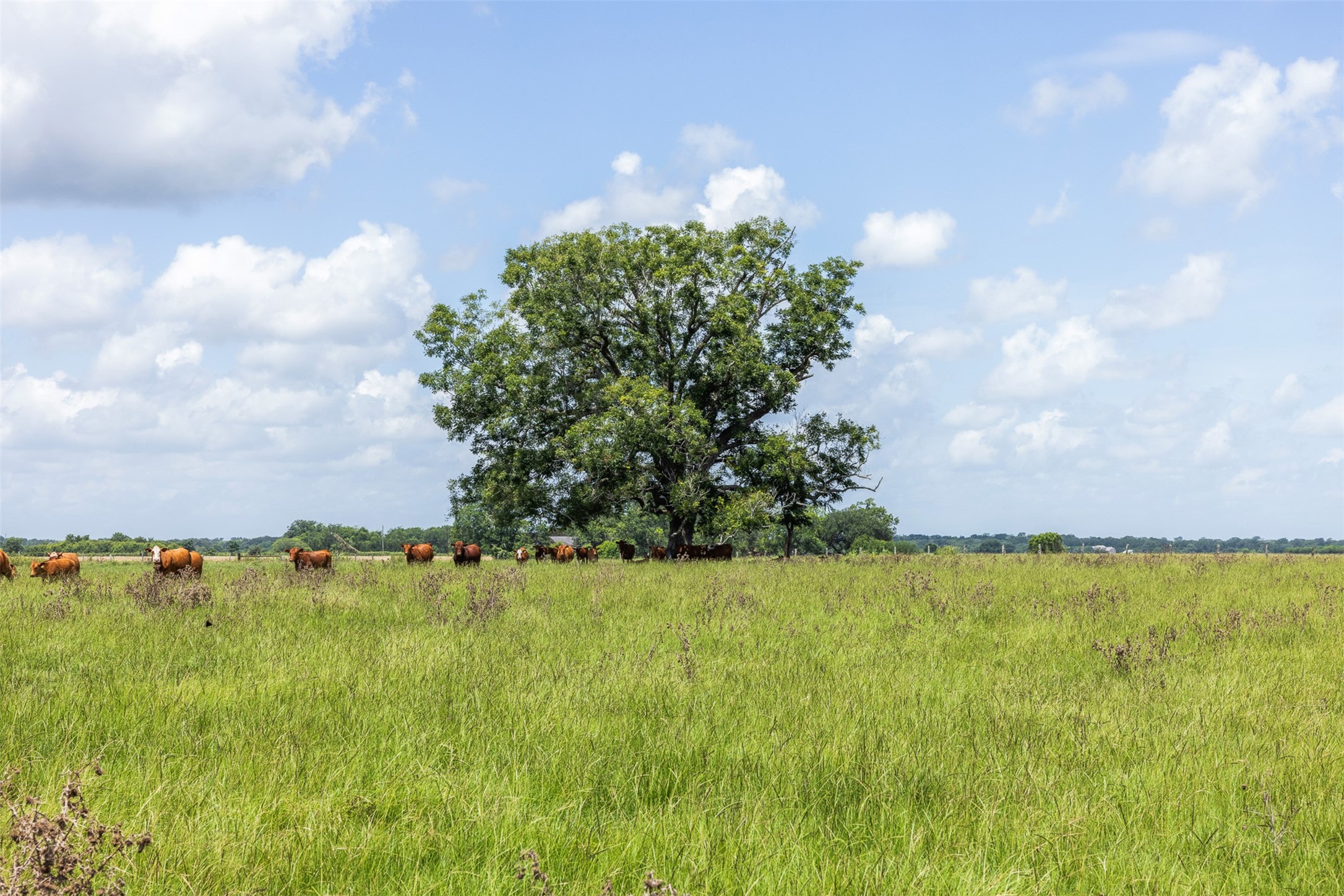 Tbd Johnston Road Wallis, TX 77485 - Photo 24 of 41 Gallery Image 24