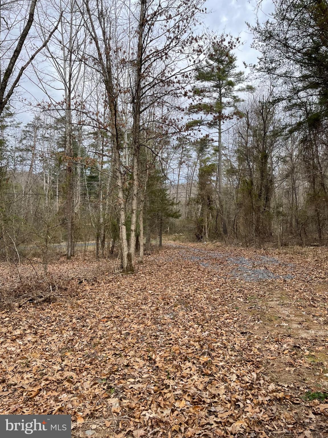 Estaline Valley Road Craigsville, VA 24430 - Photo 2 of 9 Serene woodland path through autumn leaves.