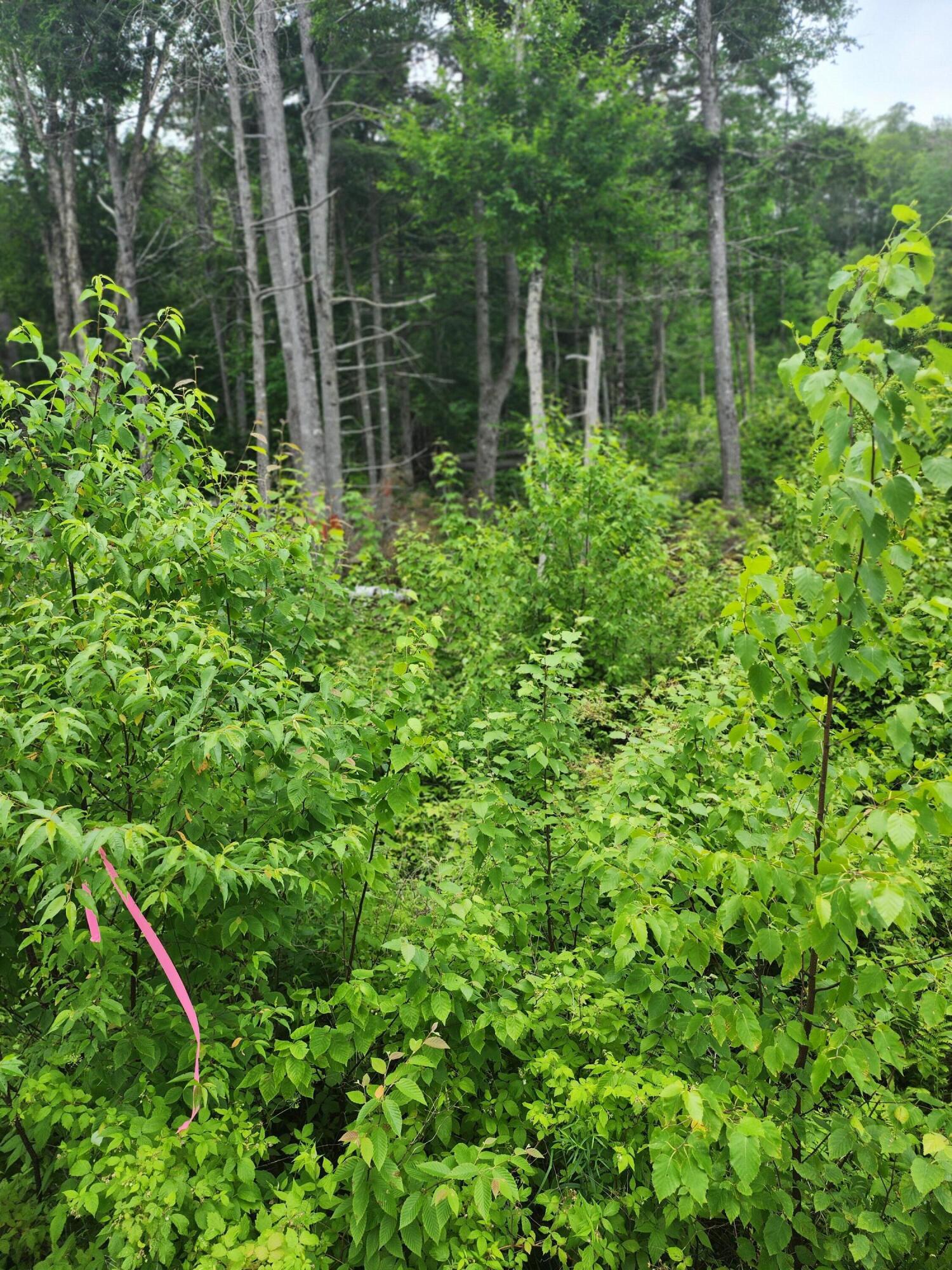 213 Moose Hl Road Ellsworth, ME 04605 - Photo 21 of 34 20250701_113729