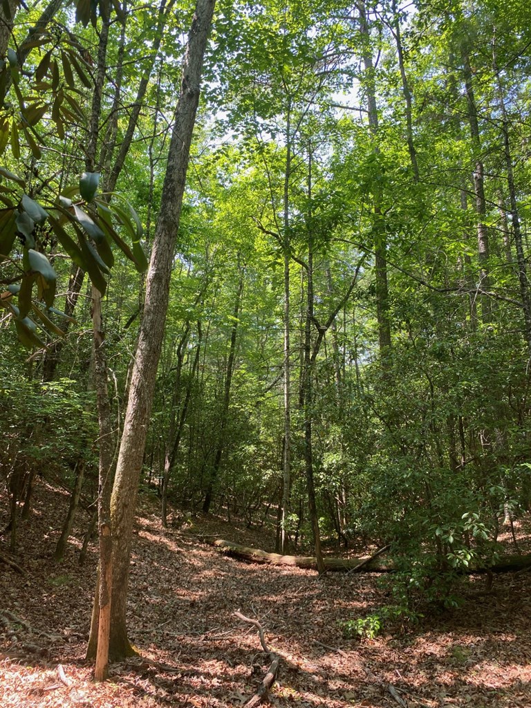 Lot 34 Point Overlook Trail Murphy, NC 28906 - Photo 11 of 17 a view of outdoor space and trees