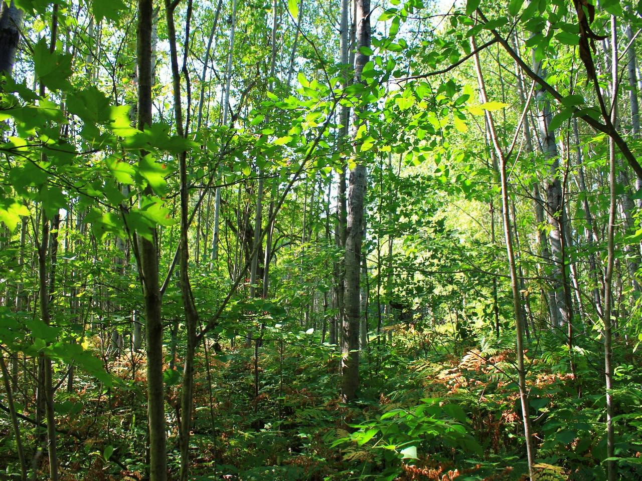 14287 Clement Road Saxon, WI 54559 - Photo 24 of 29 Gallery Image 24