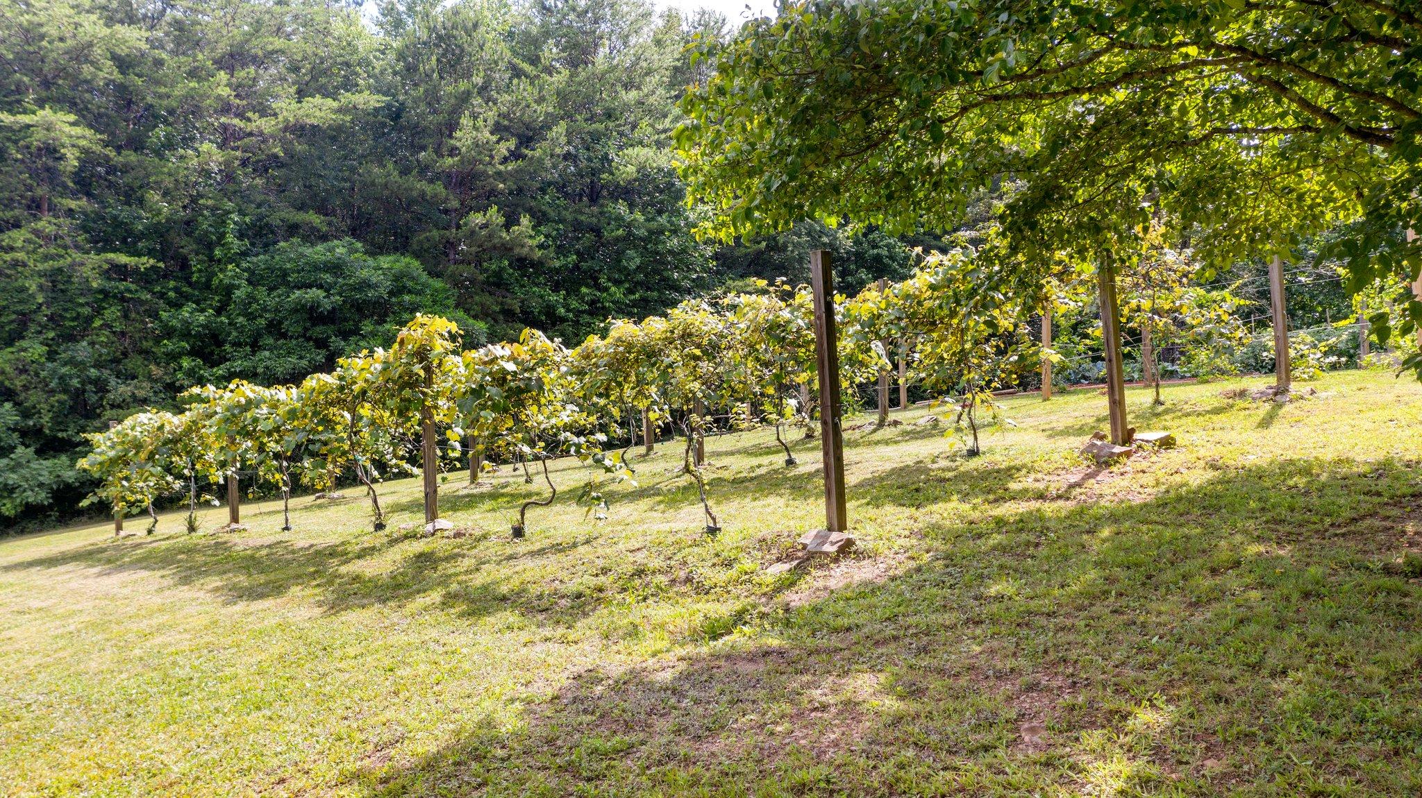1678 Reliance Road Tellico Plains, TN 37385 - Photo 32 of 50 32