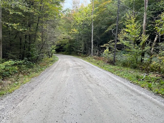 a view of a yard with plants and large trees