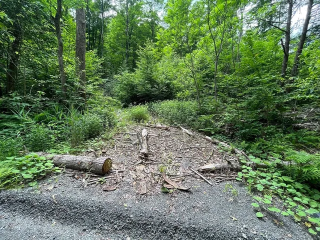 a view of a forest with trees