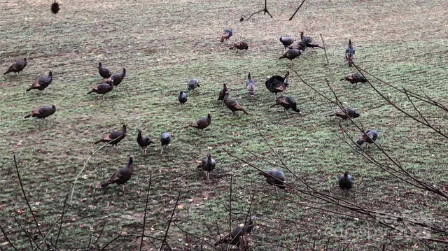 a view of a swimming pool with a yard