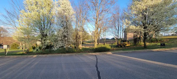 a view of a park with large trees