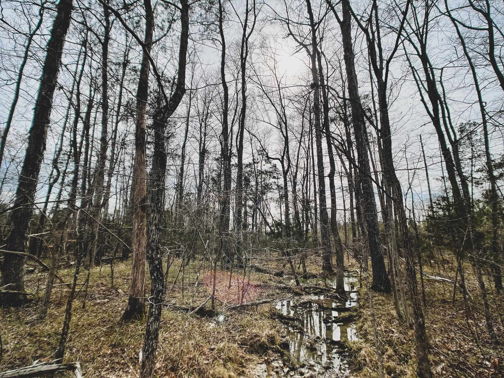 103-ac Pulliam-Tingen Mine Road Roxboro, NC 27574 - Photo 26 of 30 Photo 26