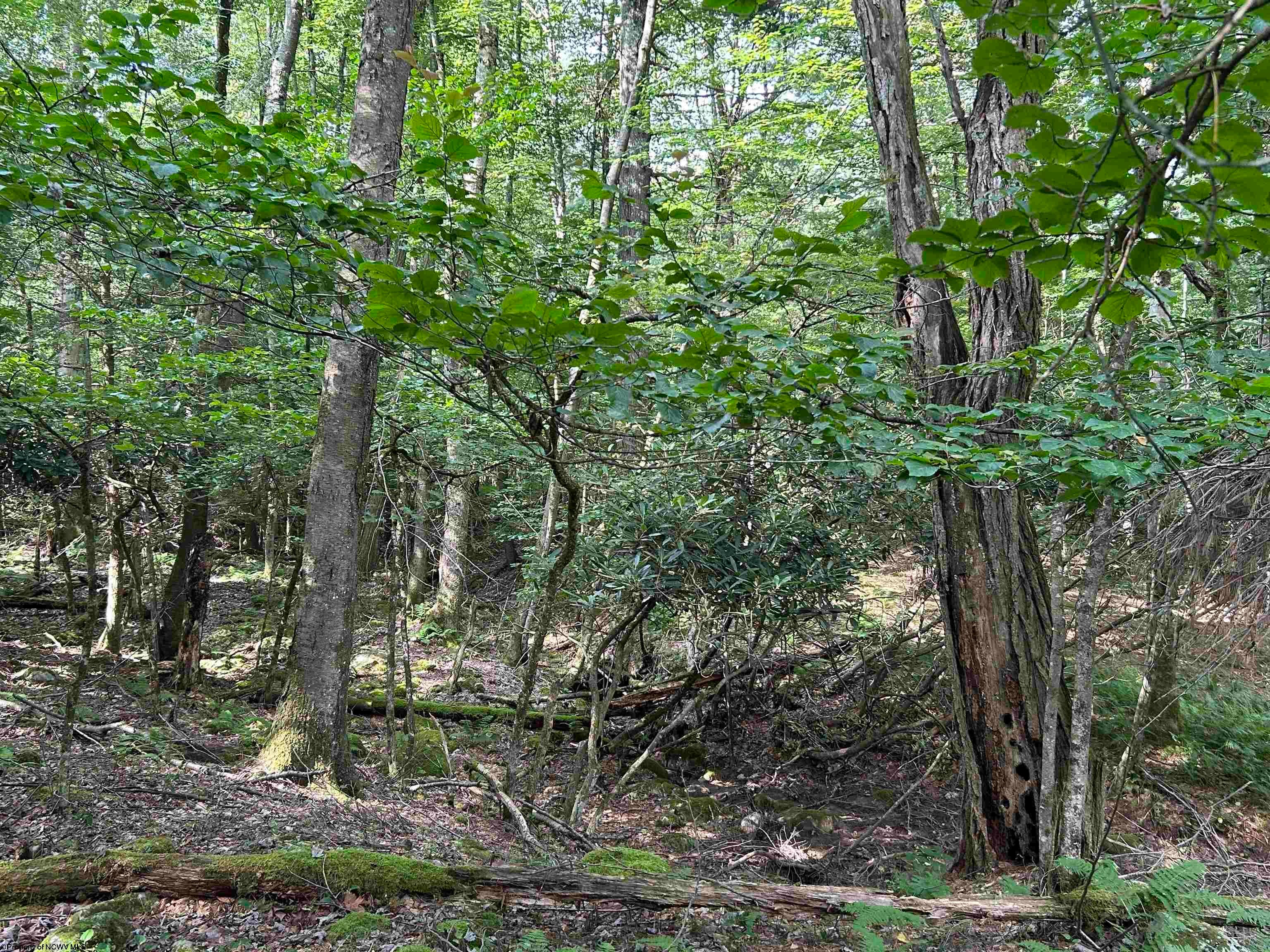 0 Bonner Mountain Road Dryfork, WV 26263 - Photo 23 of 23 Gallery Image 23