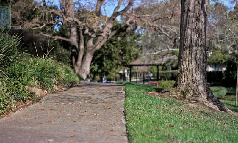 23030 Stonebridge Cupertino, CA 95014 - Photo 12 of 14 a view of a yard with plants and a large trees