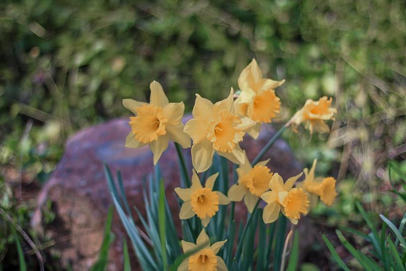 23030 Stonebridge Cupertino, CA 95014 - Photo 5 of 14 a view of a flower