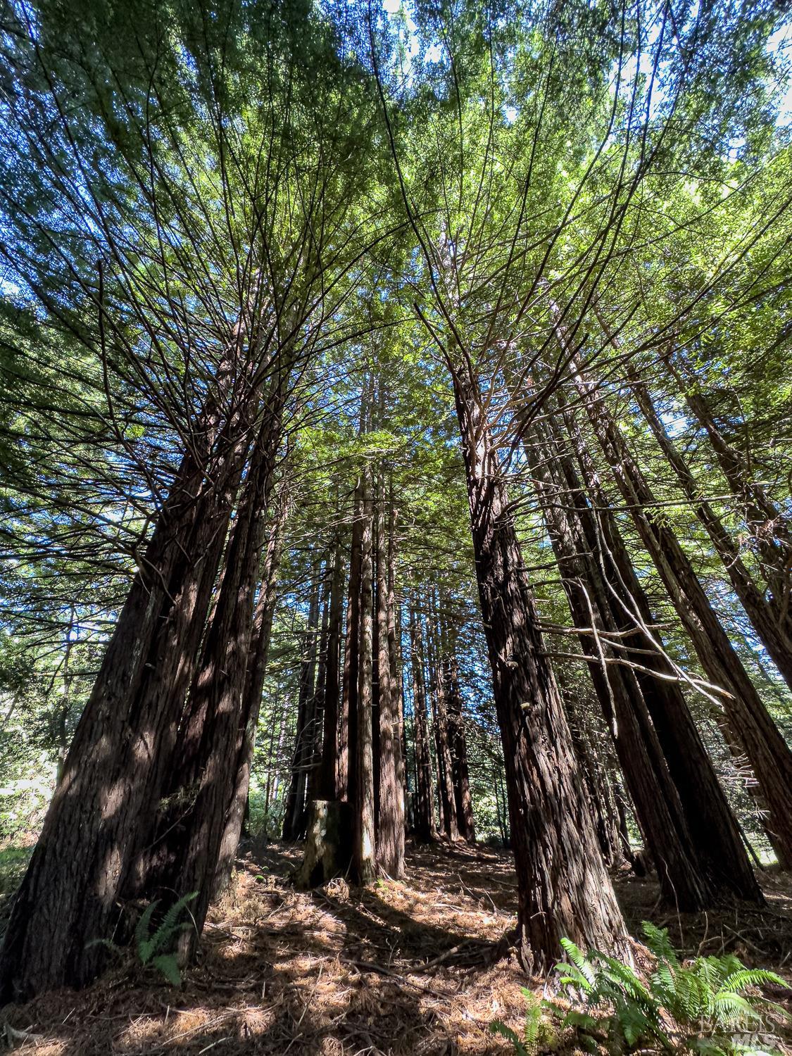 42180 Deer Trail The Sea Ranch, CA 95497 - Photo 11 of 35