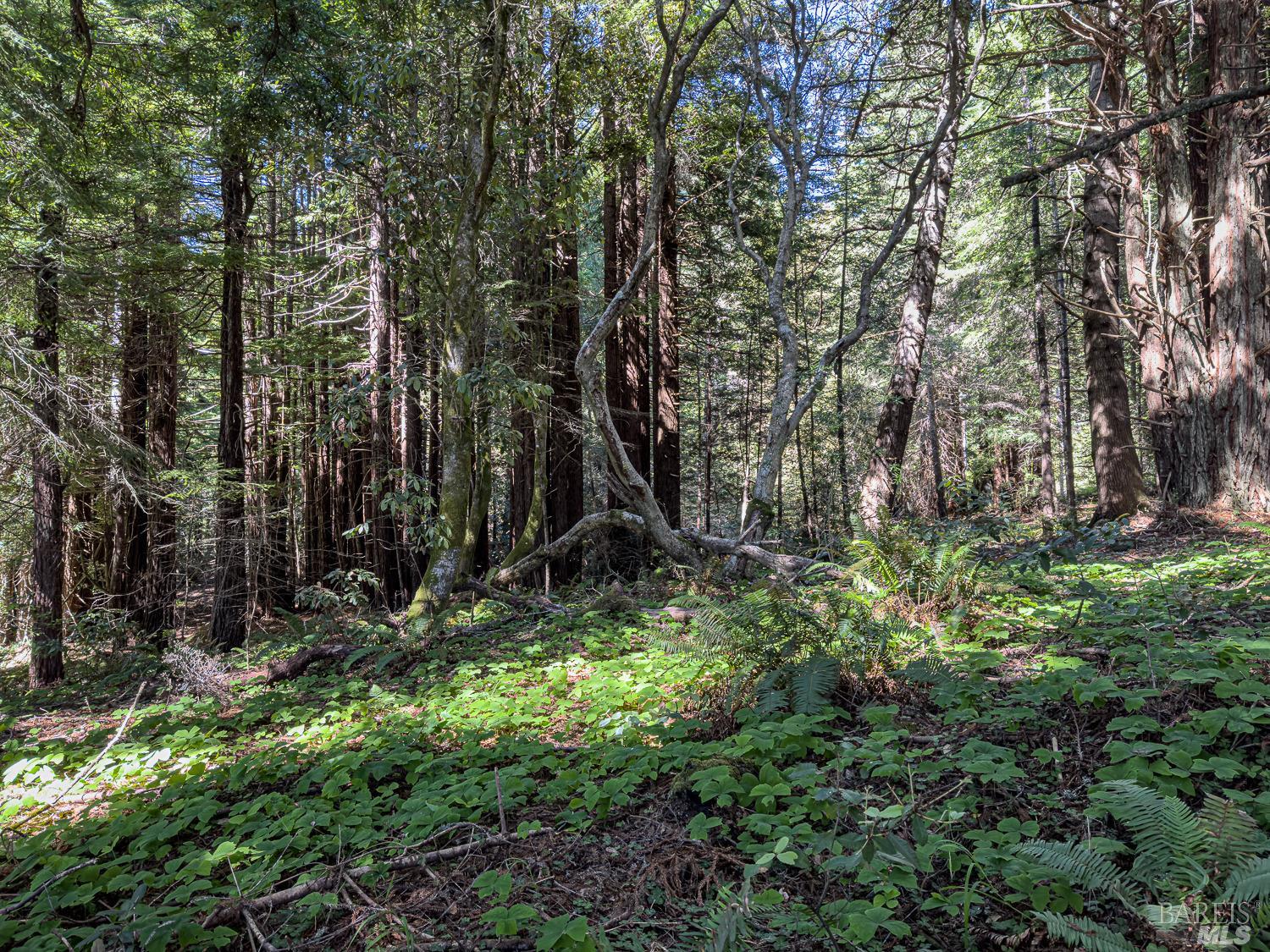 42180 Deer Trail The Sea Ranch, CA 95497 - Photo 13 of 35