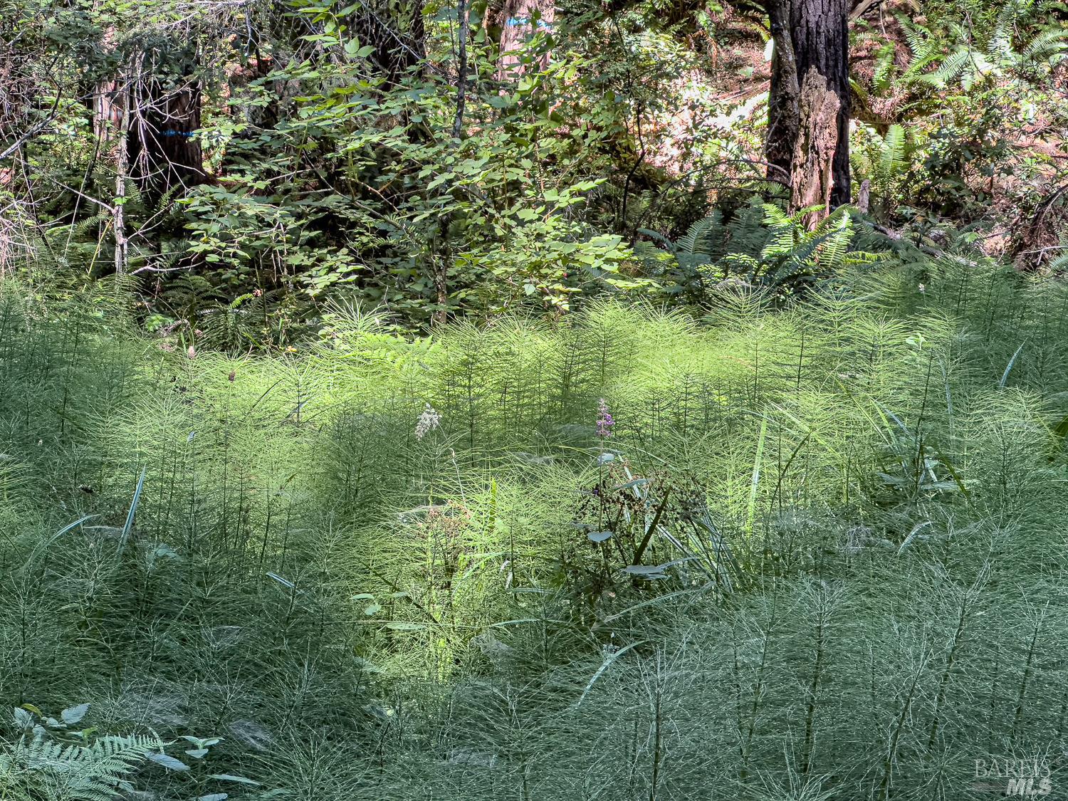 42180 Deer Trail The Sea Ranch, CA 95497 - Photo 14 of 35