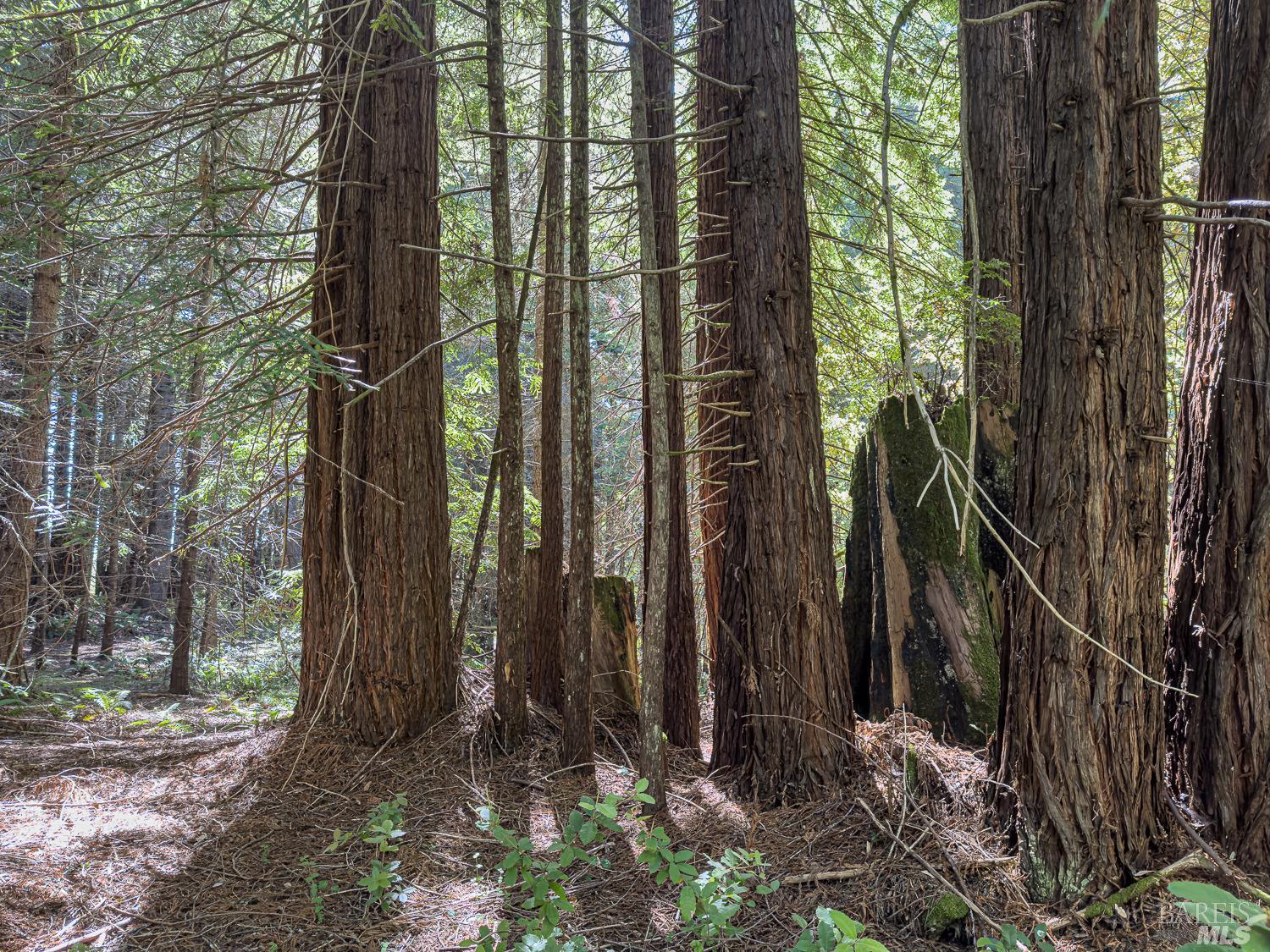 42180 Deer Trail The Sea Ranch, CA 95497 - Photo 4 of 35