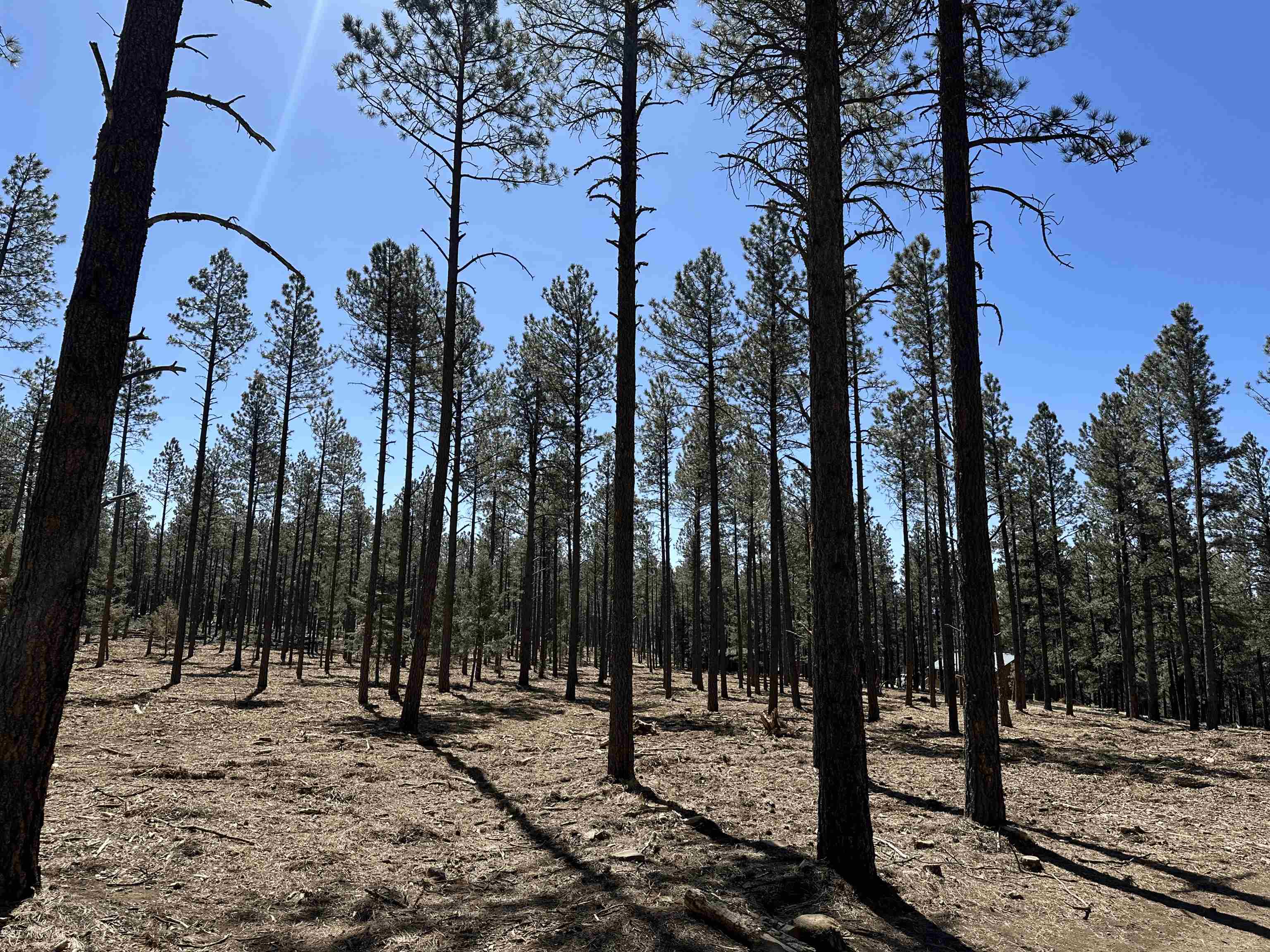 Lot 3 Corner Park Road Angel Fire, NM 87710 - Photo 10 of 14 Gallery Image 10