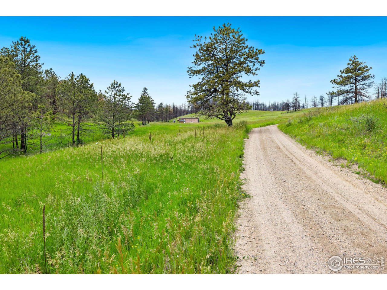 1319 Stringtown Gulch Road Bellvue, CO 80512 - Photo 5 of 22 Gallery Image 5