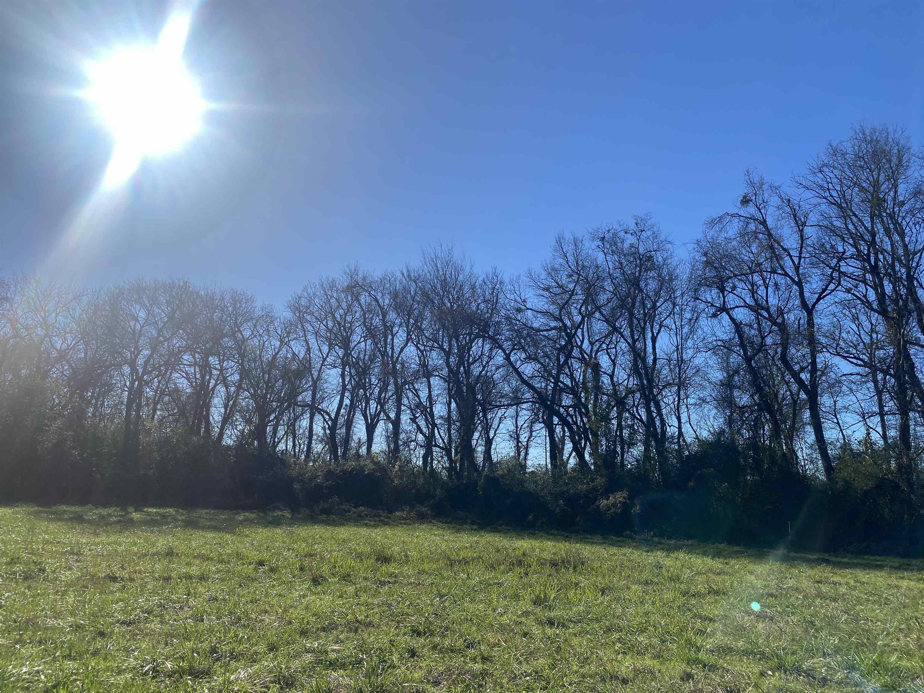 1 Bandit Way Savannah, TN 38372 - Photo 23 of 23 a view of an outdoor space and a yard