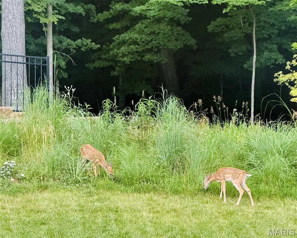 1647 Ridgefield Bluff Eureka, MO 63025 - Photo 6 of 7