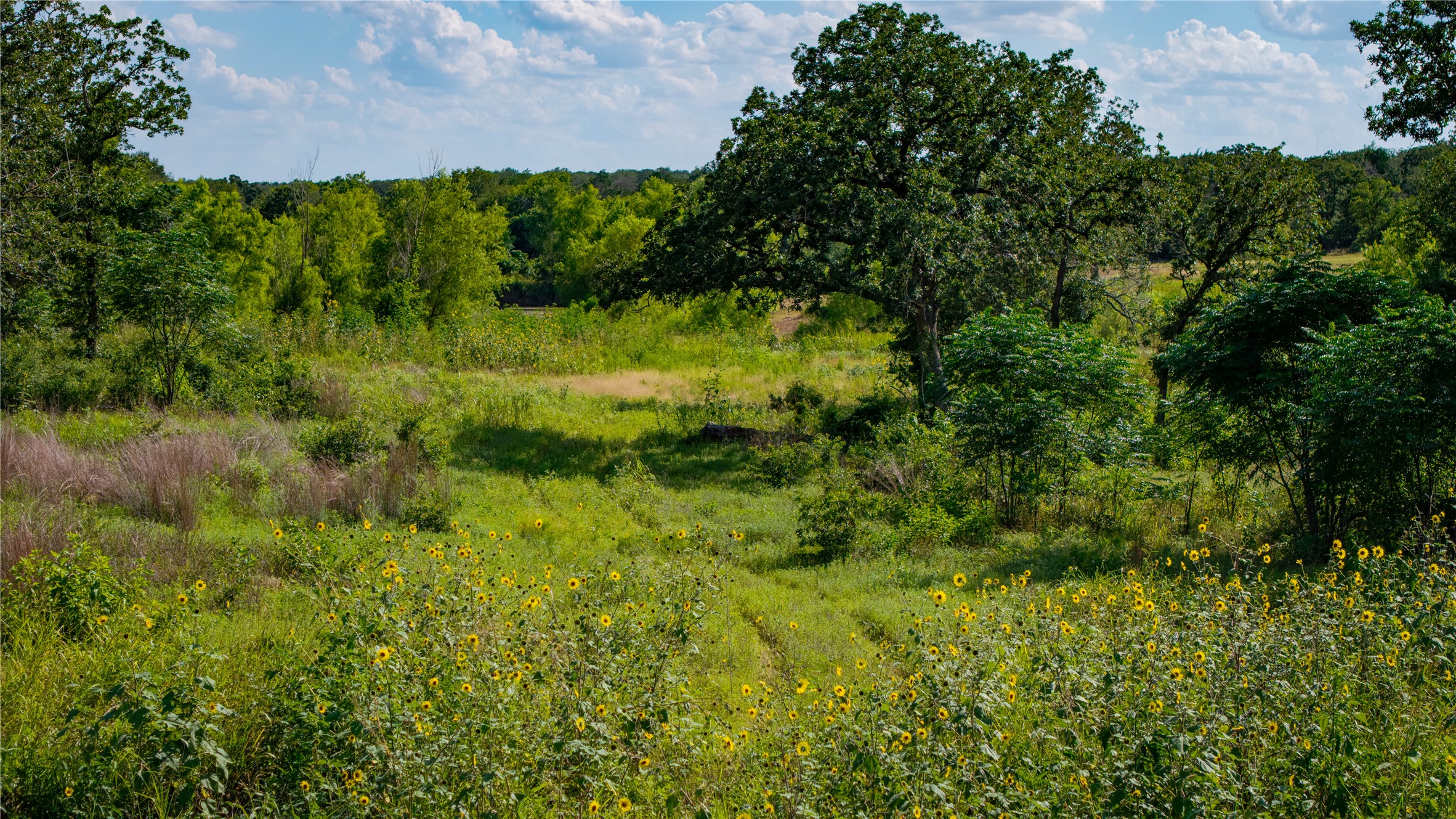 206 Sayers Road Bastrop, TX 78602 - Photo 8 of 23 a view of a lush green forest