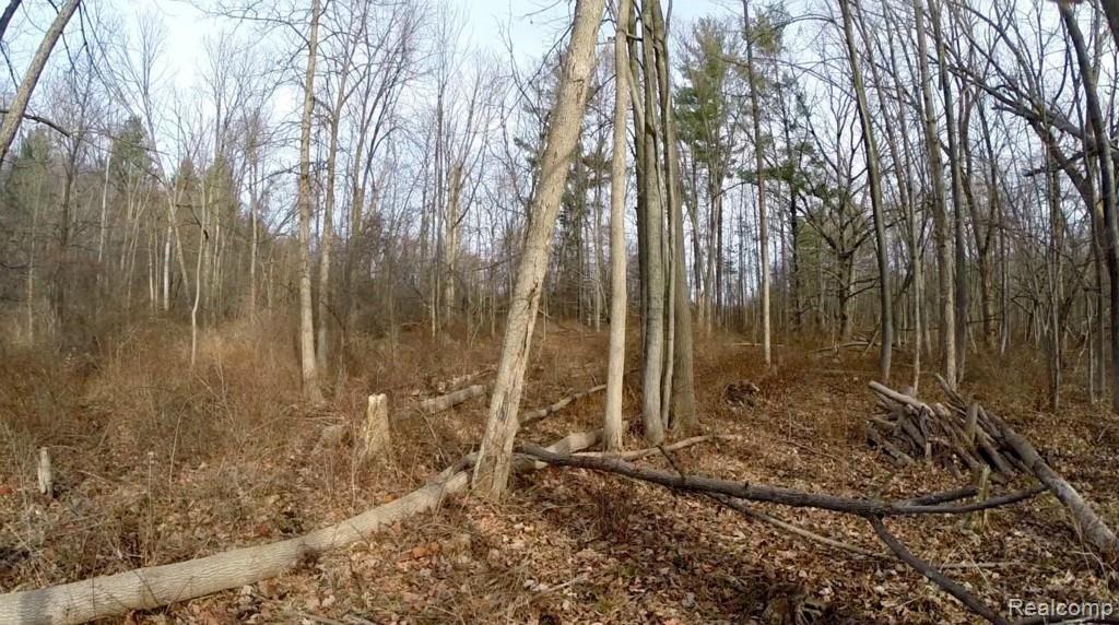 1460 Mead Road Rochester, MI 48306 - Photo 9 of 11 The Woods